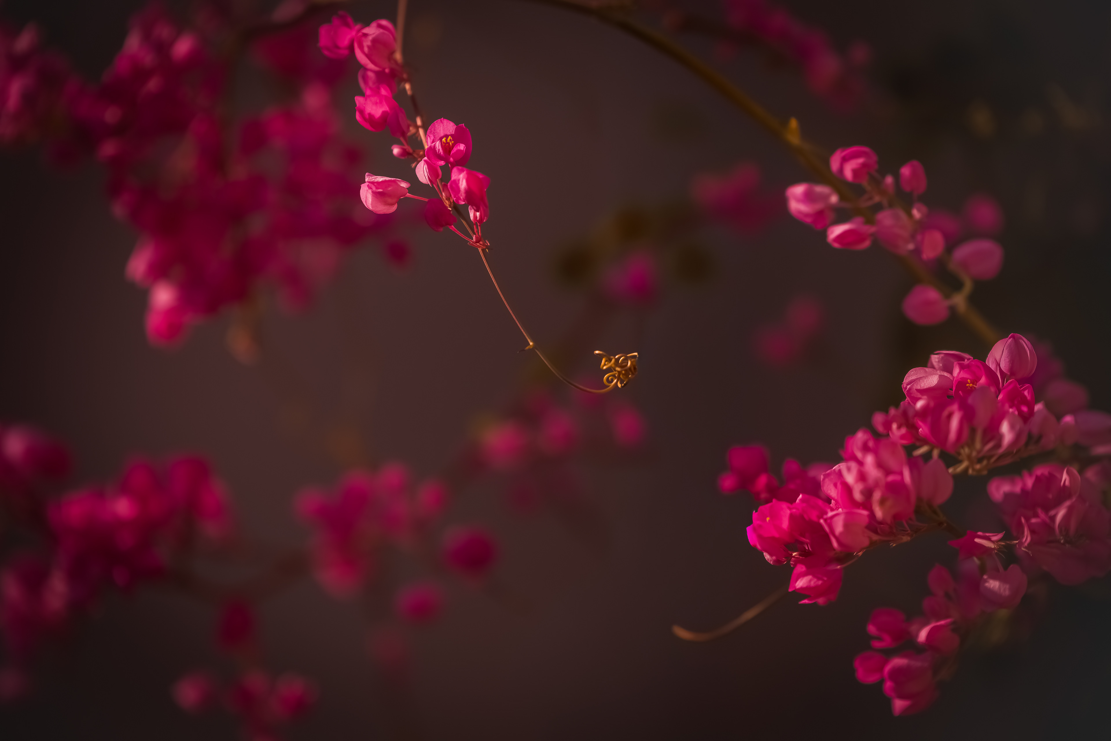 Cat. N002 | “Spring Whispers” | 10K HQ | 10496×7024 |