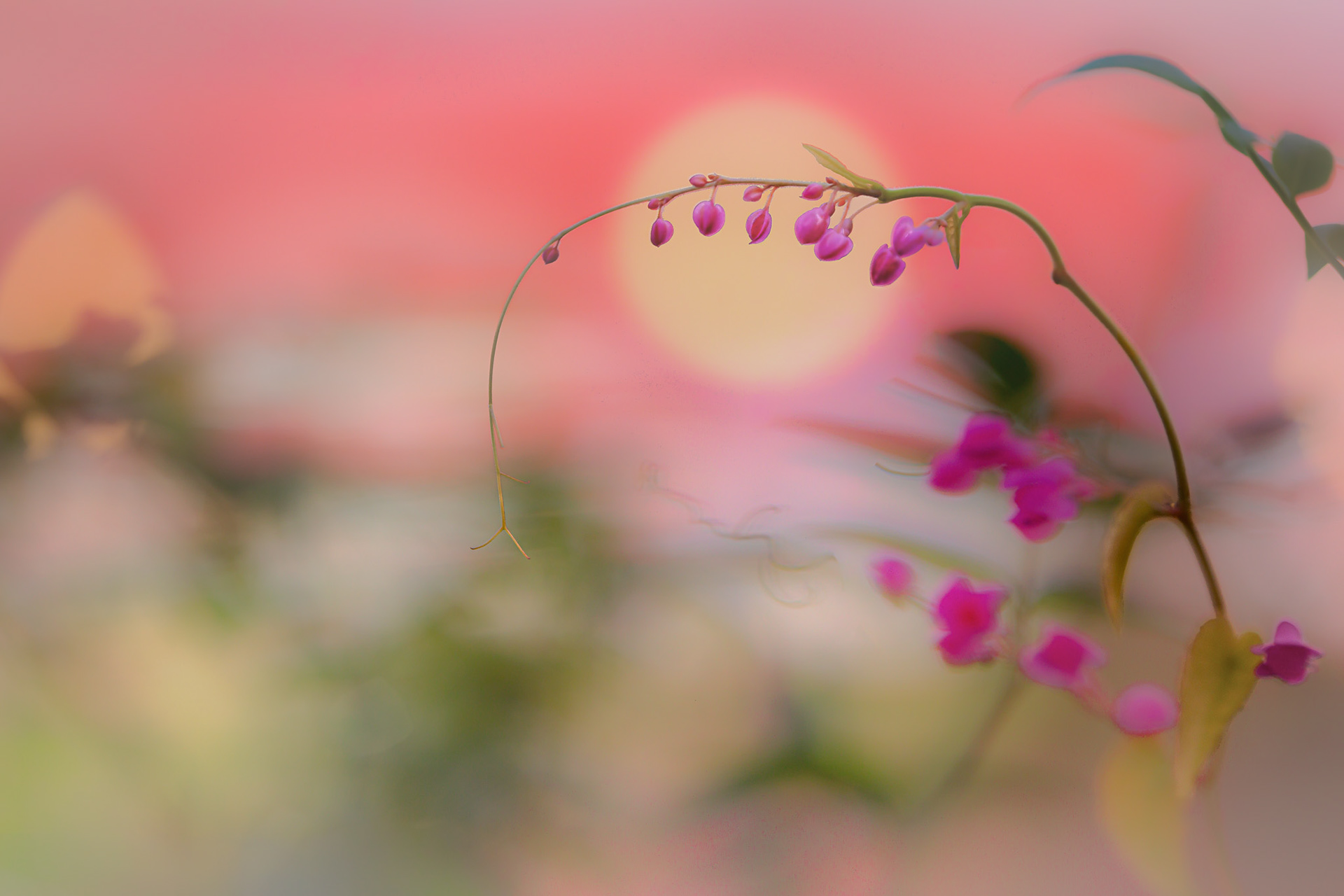 Cat. N027 | “Oriental Beauty” | 10K HQ | 10496×7024 | $120