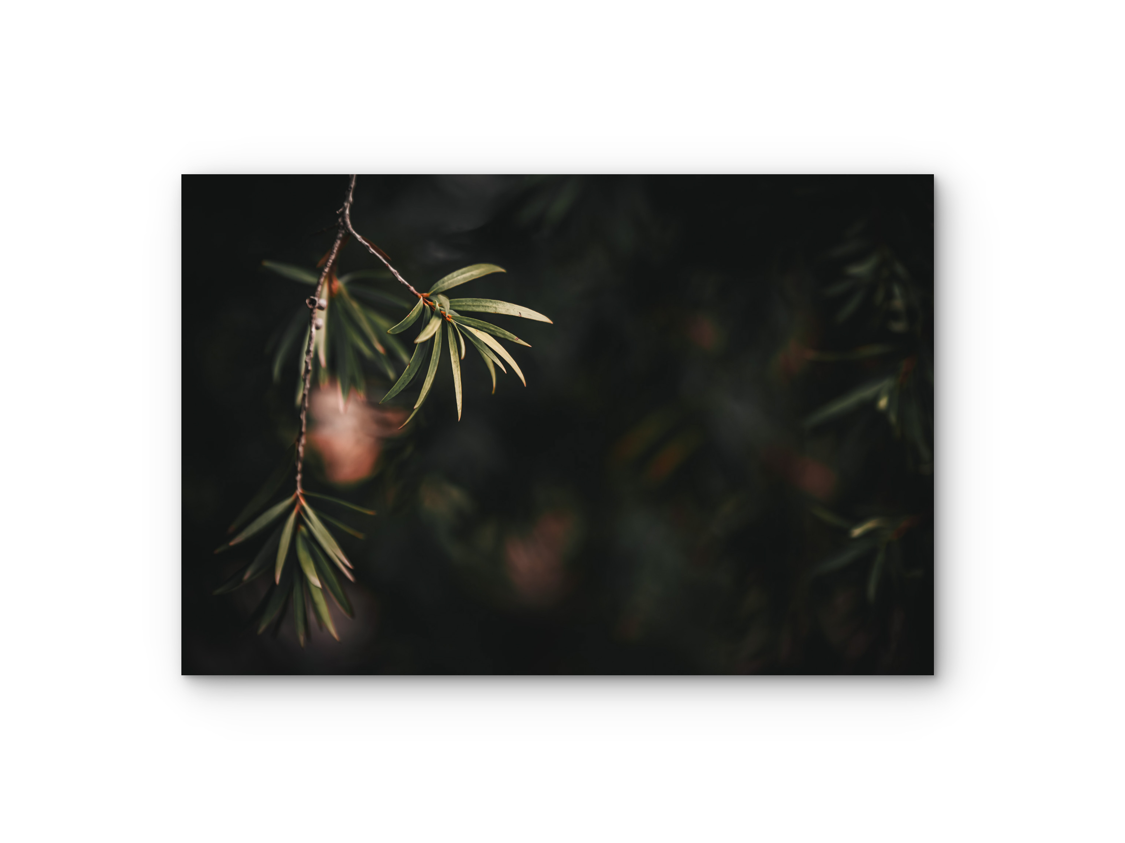 140 |  Moody Foliage | 5K Resolution HQ | Open Edition