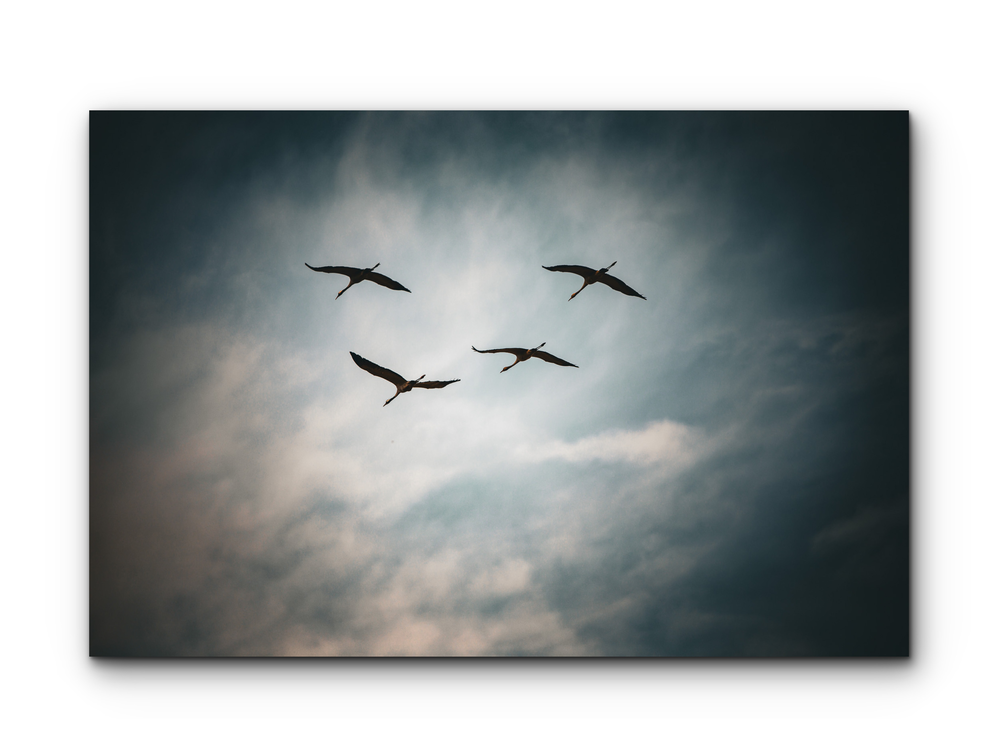 098 | Migration | 5K Resolution HQ | Open Edition