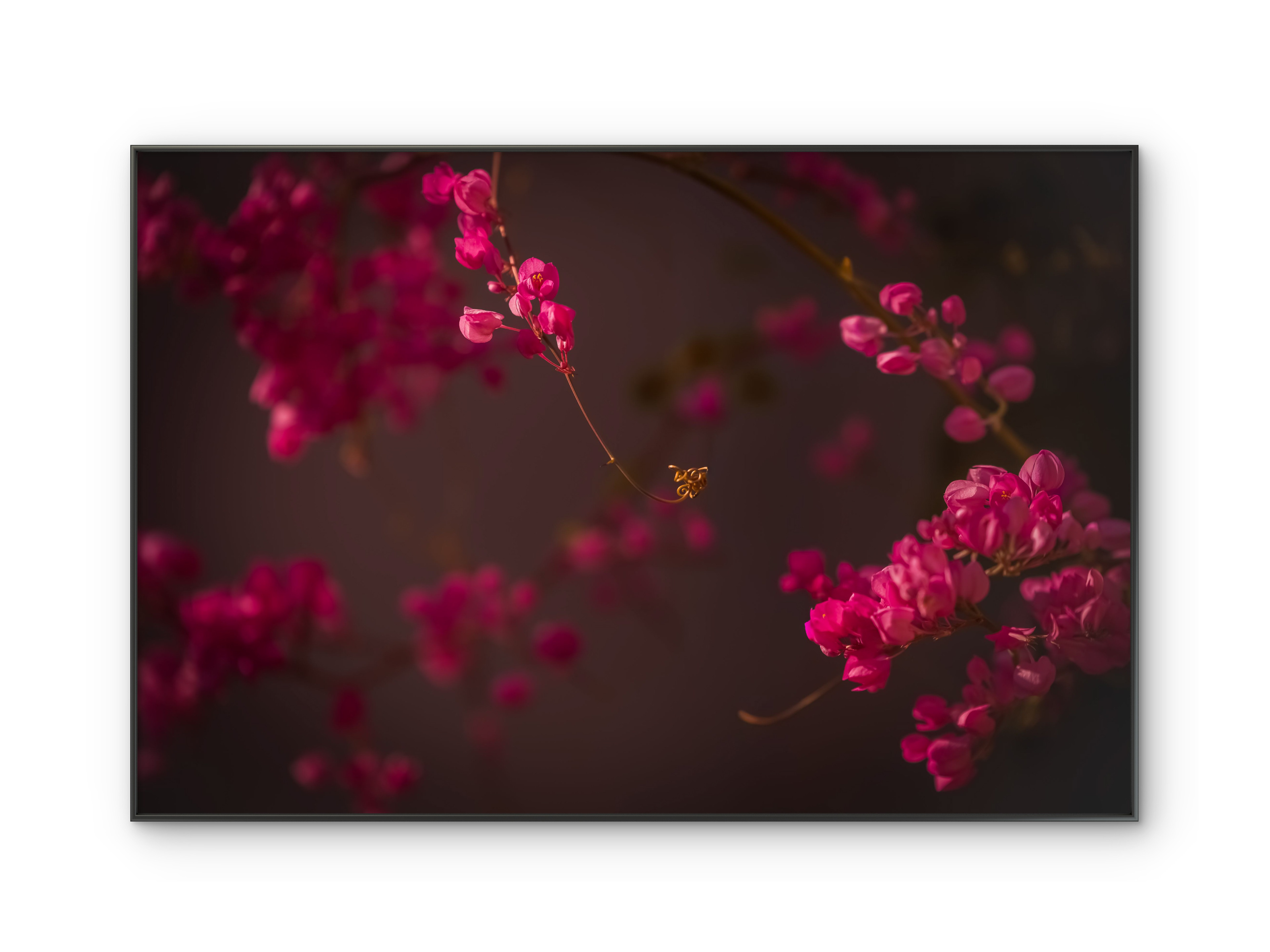 008 | Pink Lucy | 10K Resolution HQ | Open Edition