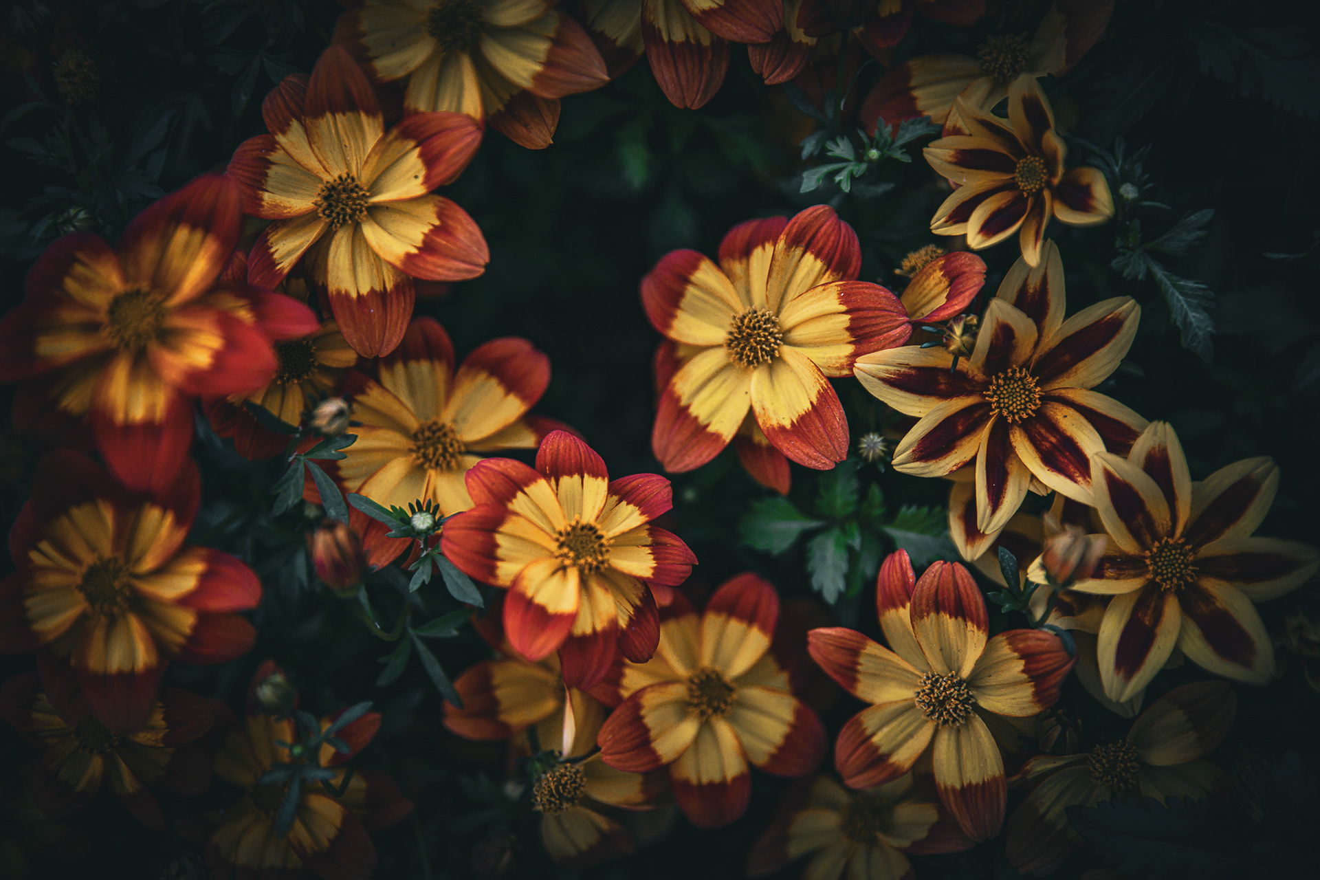 Cat. N001 | "Floral Delight" | 10K HQ | 10496×7024 | 