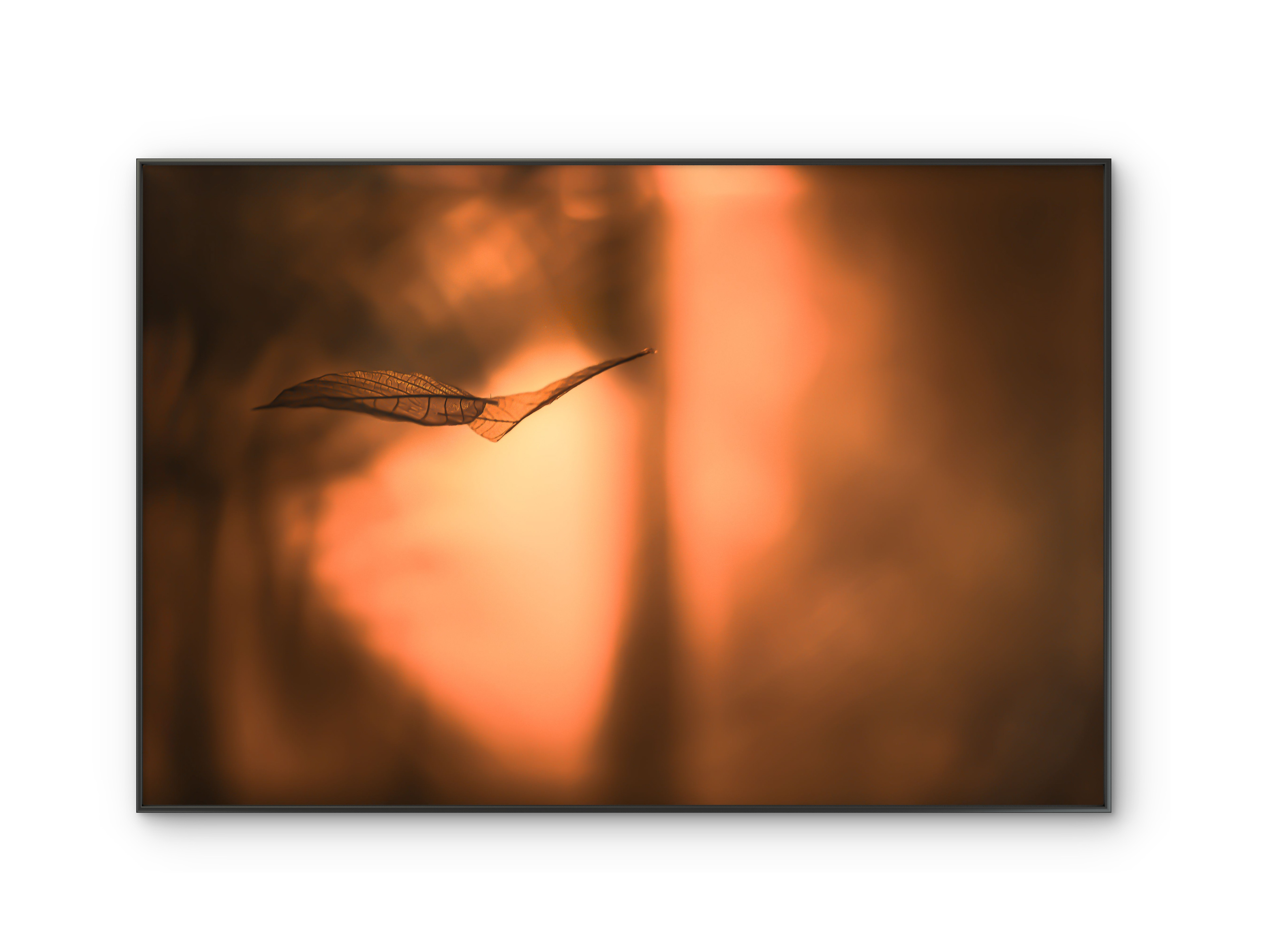 079 | Fall | 5K Resolution HQ | Open Edition