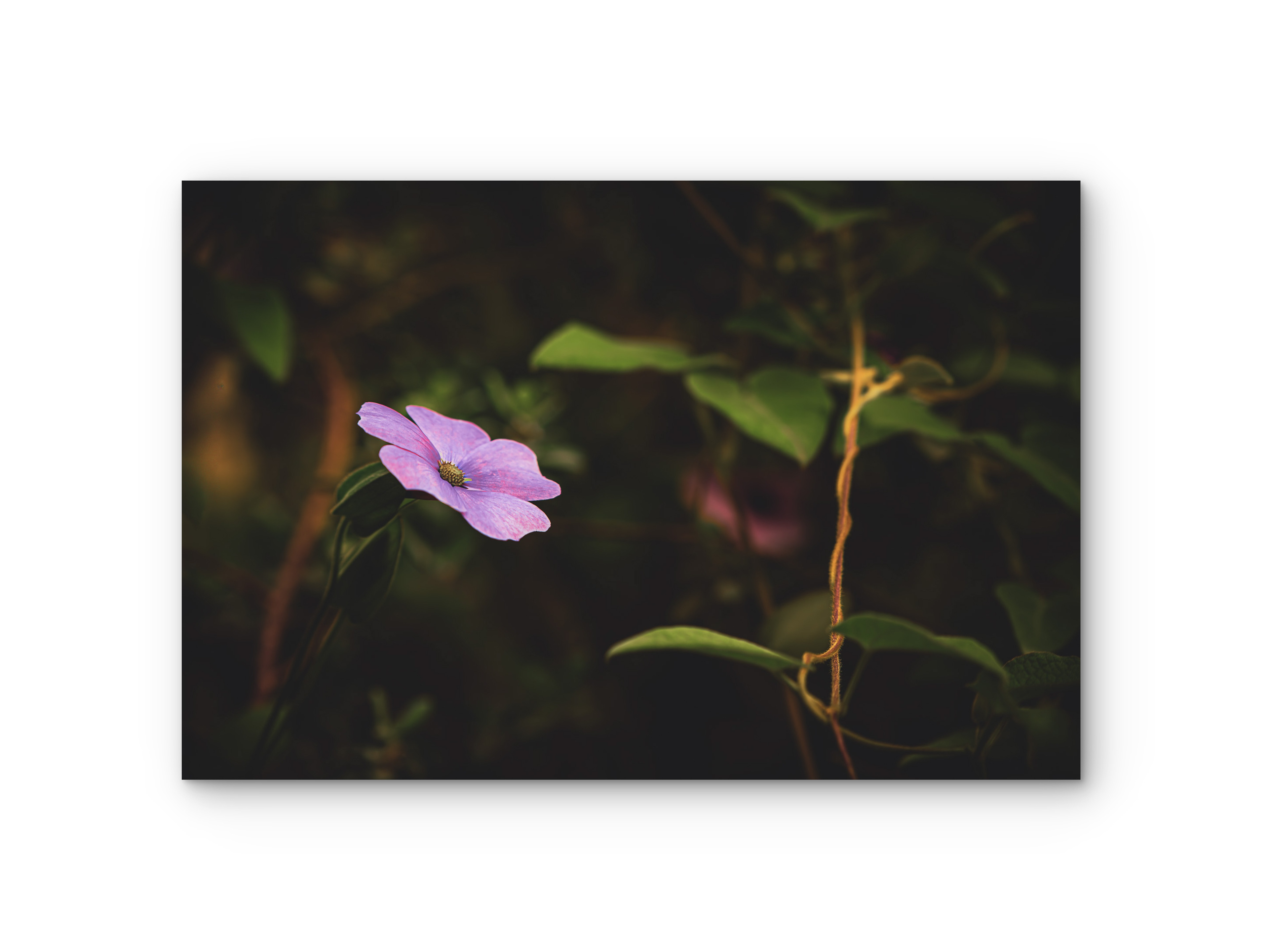 142 | Twisted | 5K Resolution HQ | Open Edition