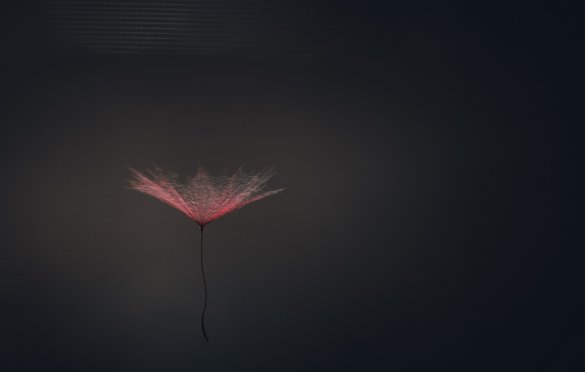 Cat. N008 | “Feather Bloom” | 10K HQ | 10496×7024 | 