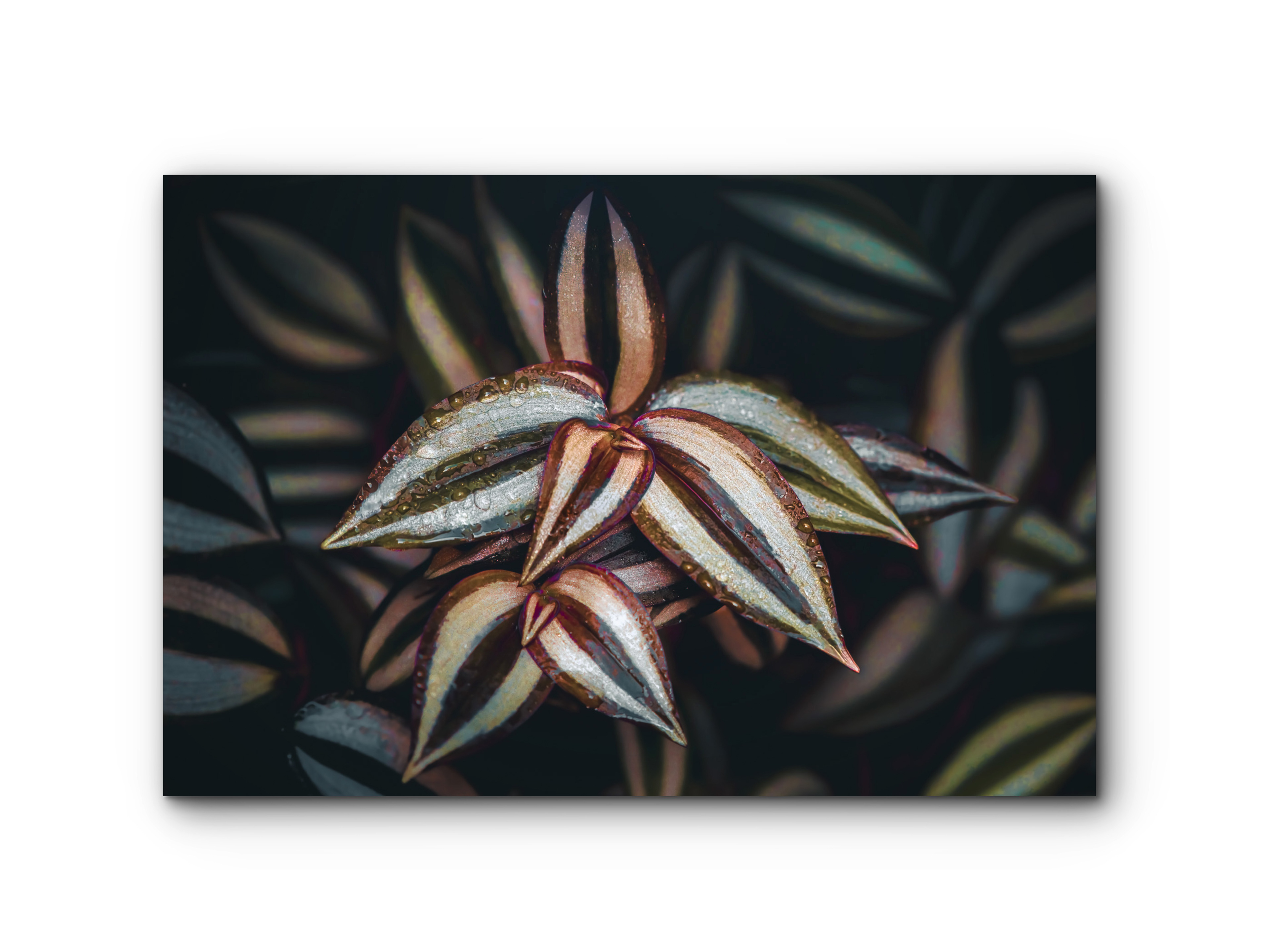 094 | Wondering Jew |5K Resolution HQ | Open Edition