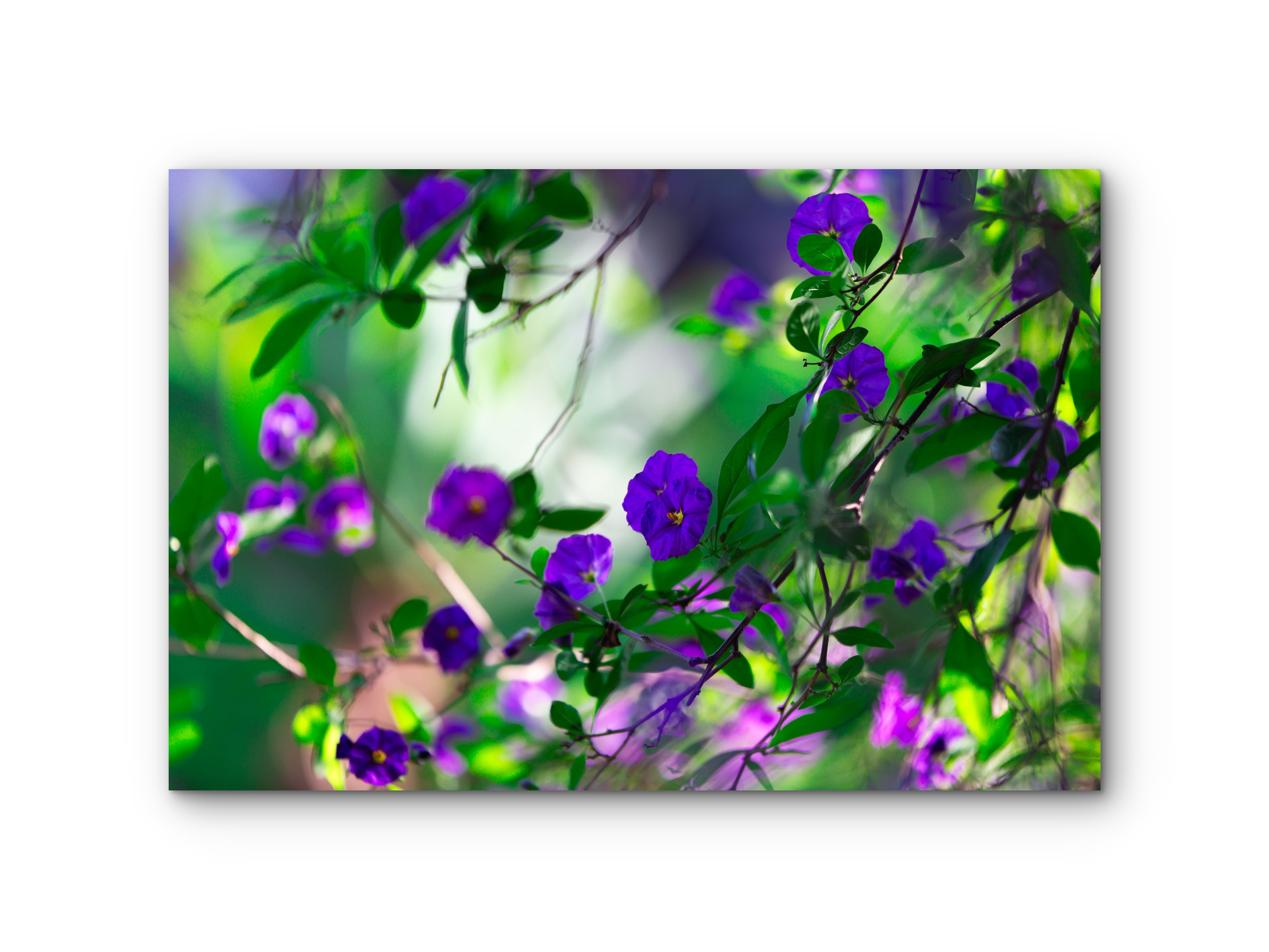 300 | Summer Delight | 5K Resolution HQ | Open Edition