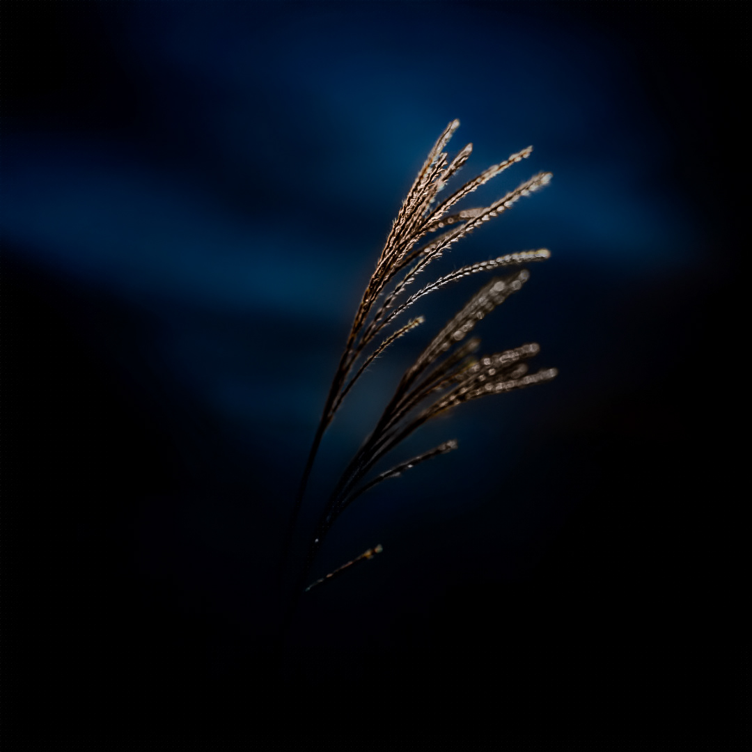 Cat. N022 | “Golden Hour” | 10K HQ | 10496×7024 | $120