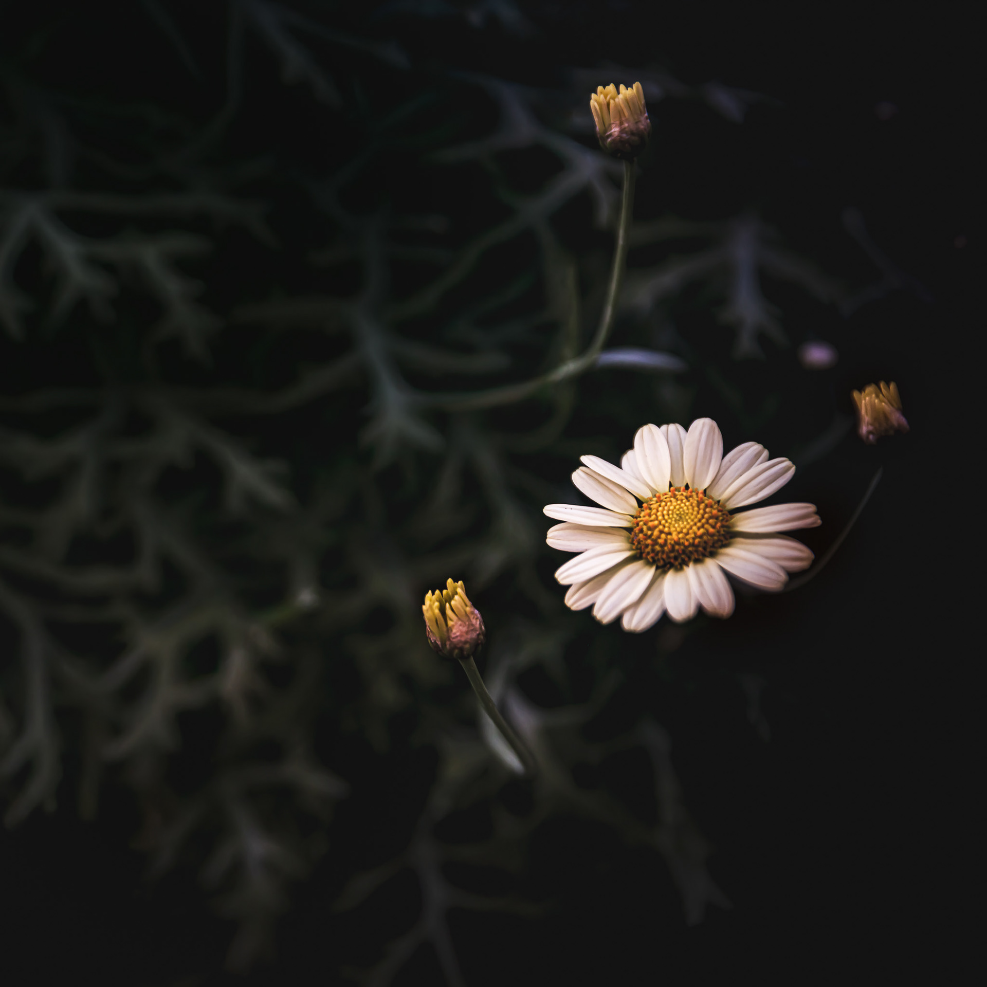 Cat. N009 | “Wild Grace” | 10K HQ | 10496×7024 | 