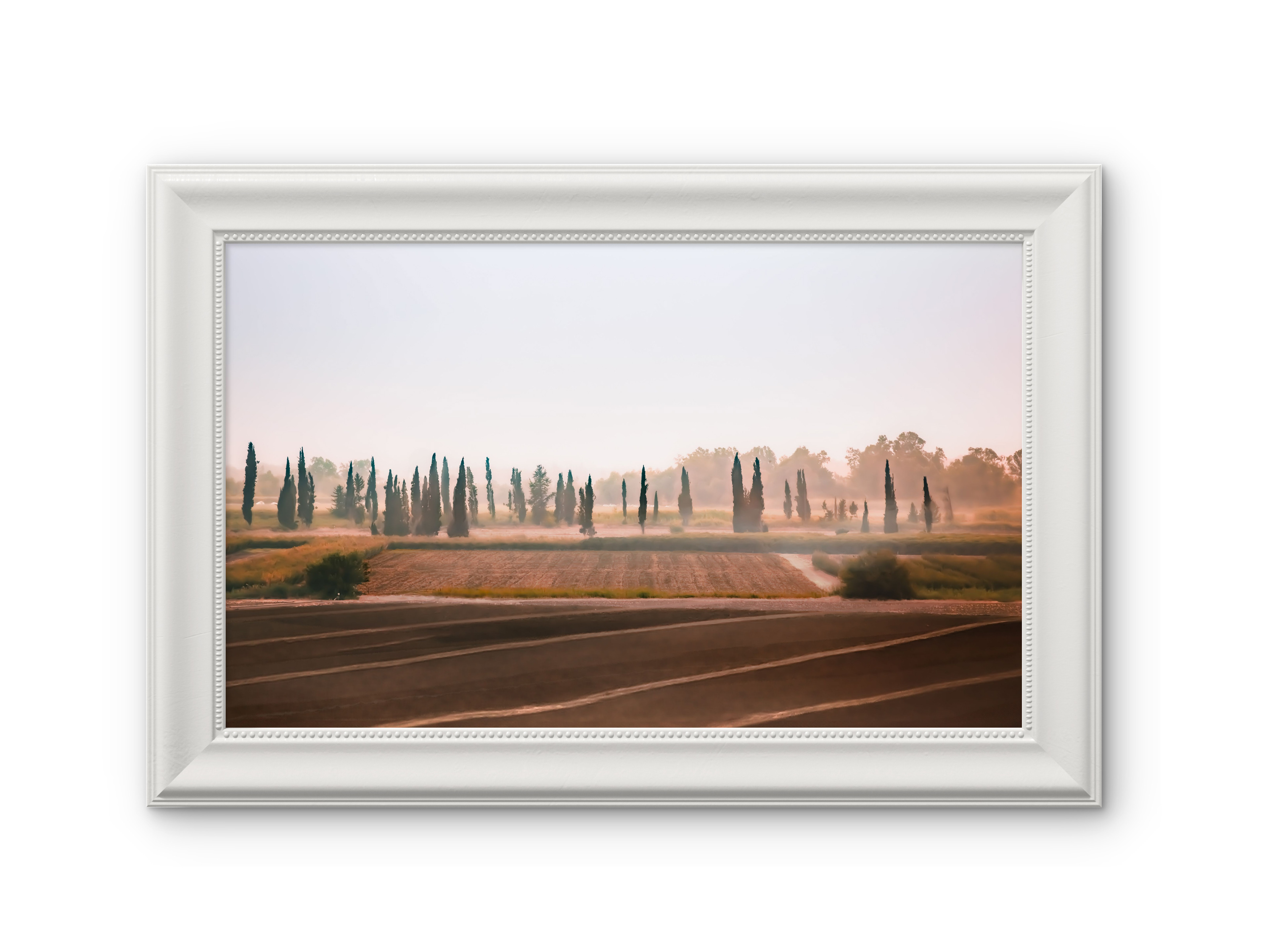 054 | Cypress | 5K Resolution HQ | Open Edition