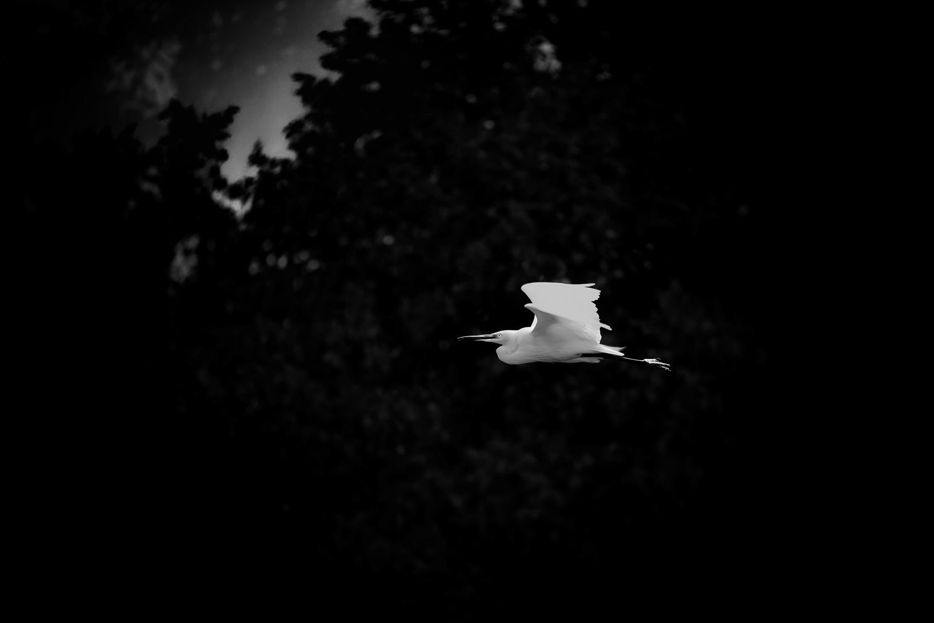 Cat. N012 | “Night Grace” | 10K HQ | 10496×7024 | 