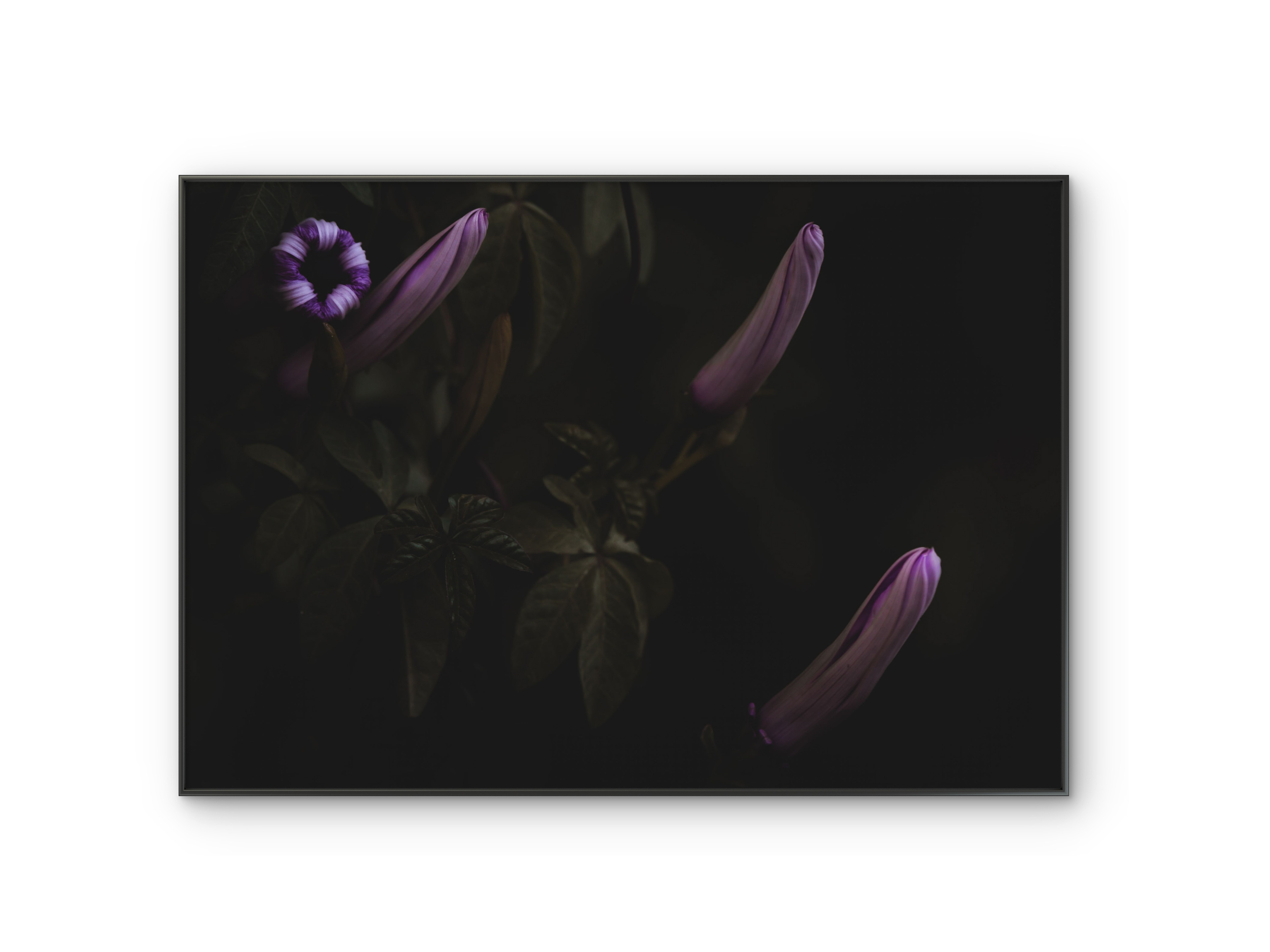 068 | The Unfolding | 5K Resolution HQ | Open Edition