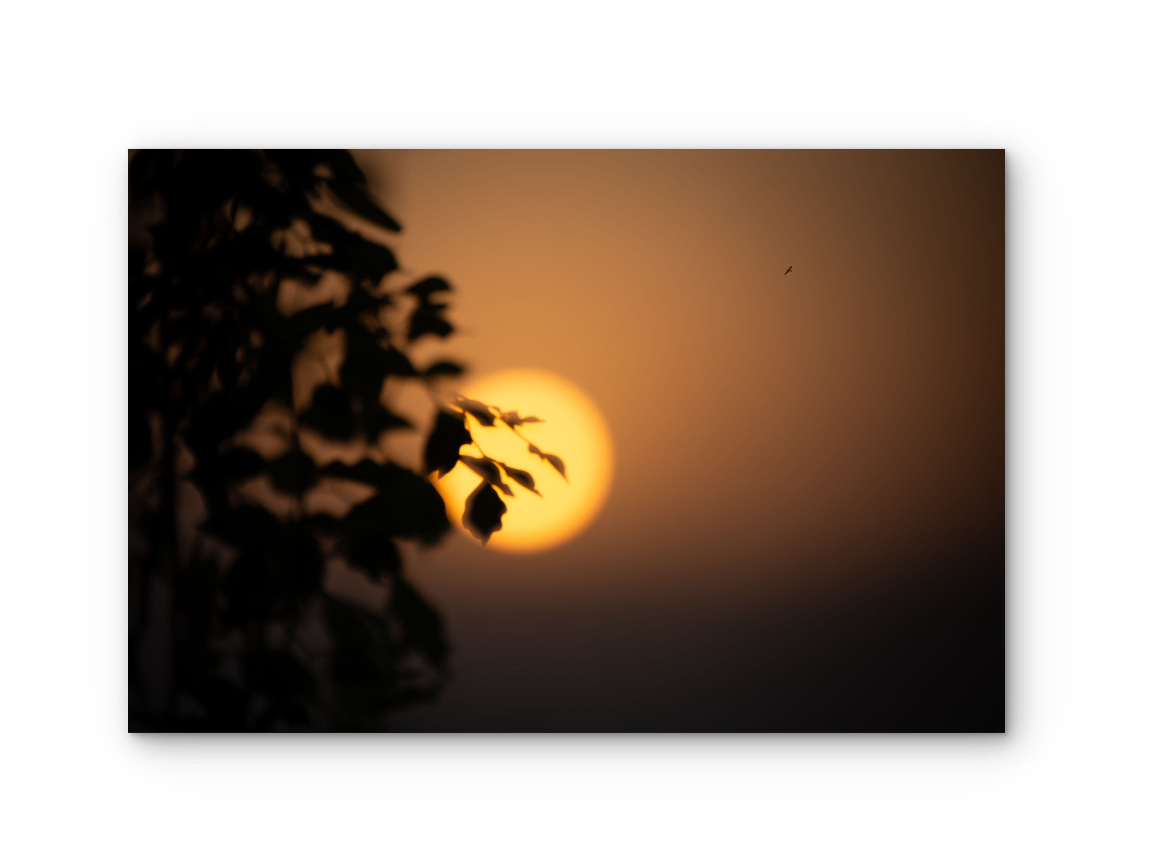 024 | Sunset | 5K Resolution HQ | Open Edition