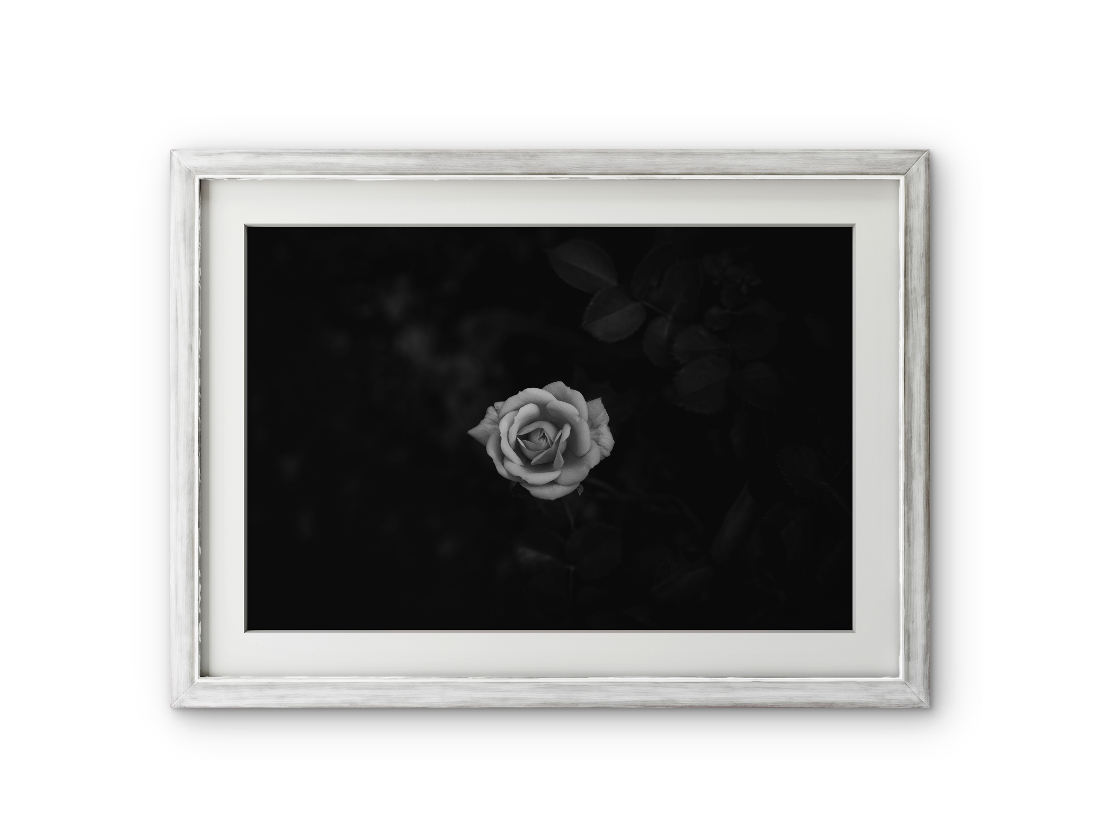 018 | Elegance | 5K Resolution HQ | Open Edition