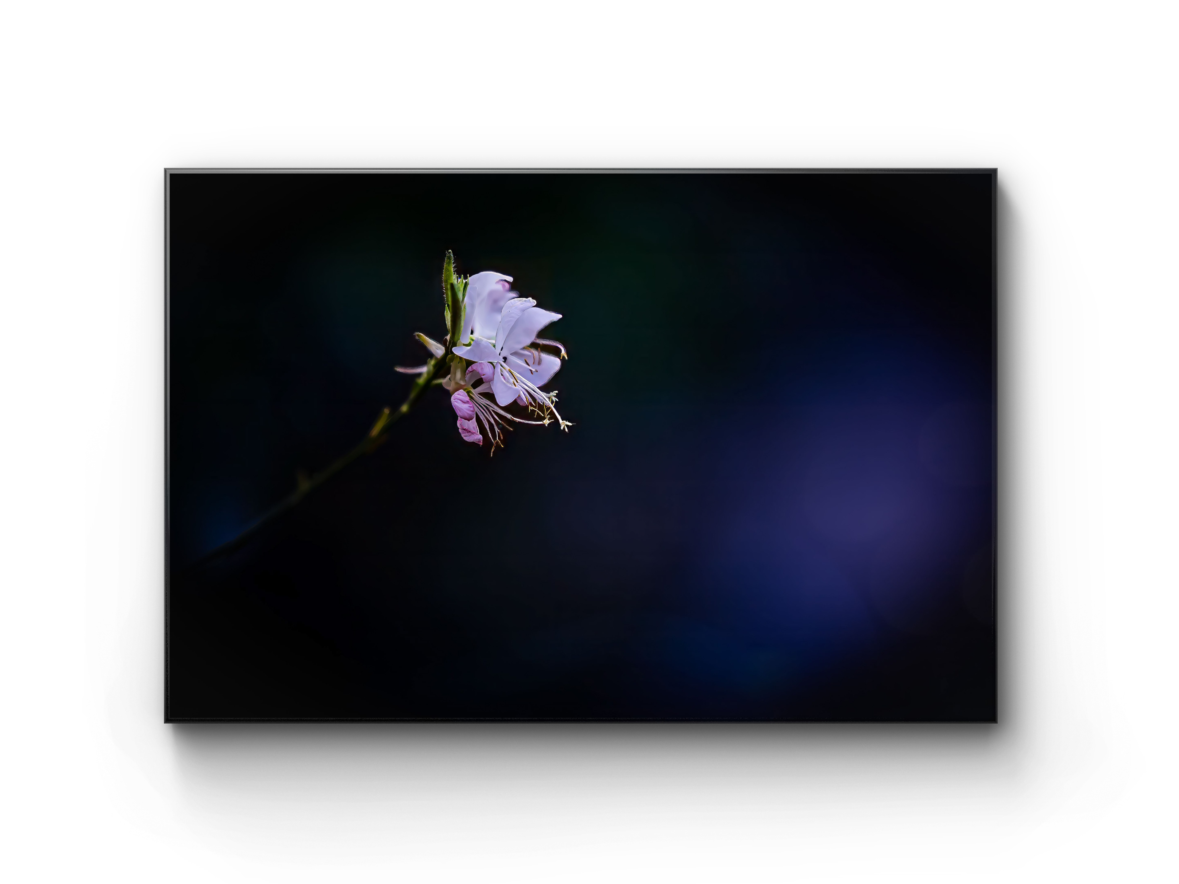 010 | Sarah | 5K Resolution HQ | Open Edition