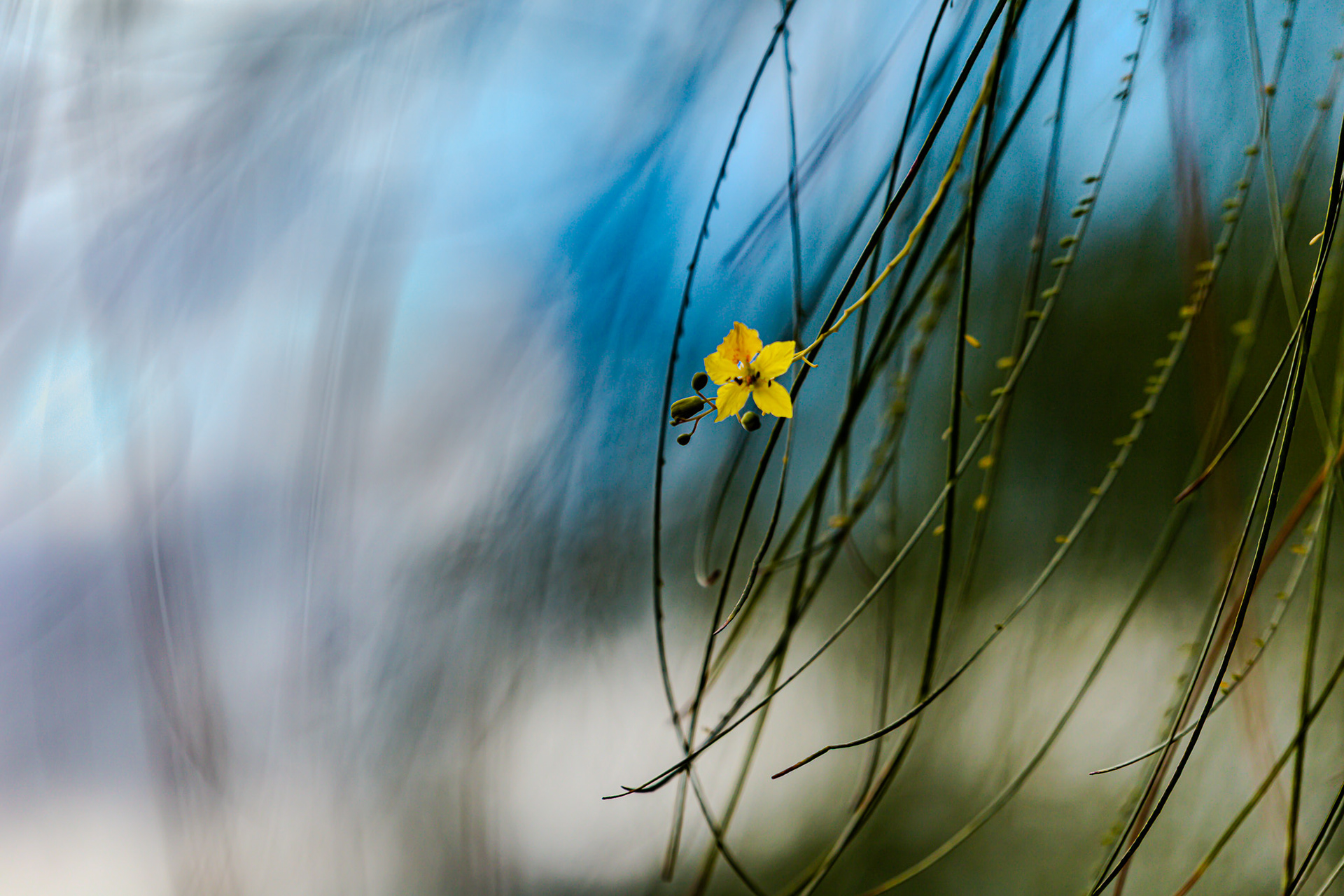 Cat. N020 | “Floral Breeze” | 10K HQ | 10496×7024 | $120