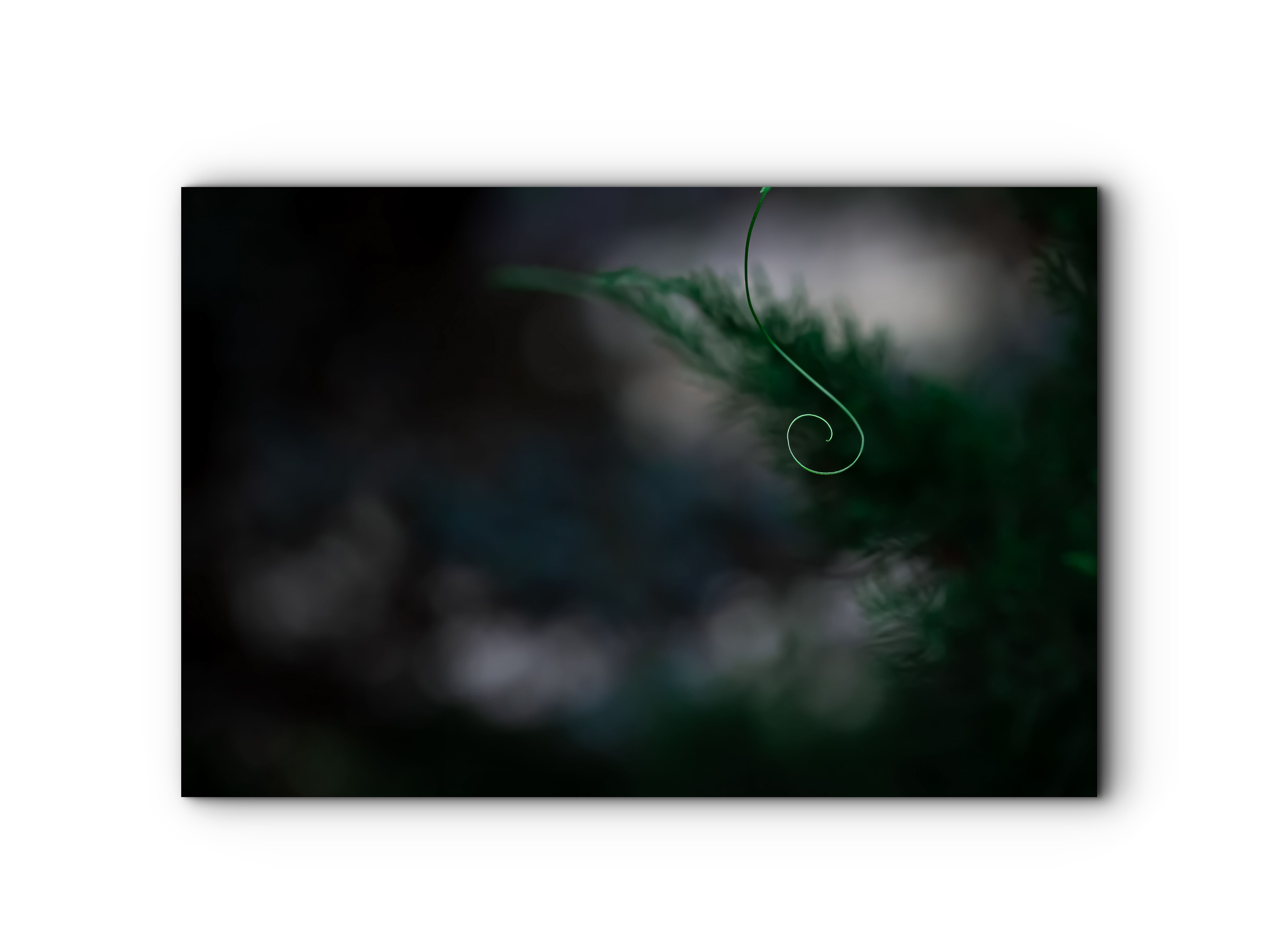 126 | Natures Clef | 5K Resolution HQ | Open Edition