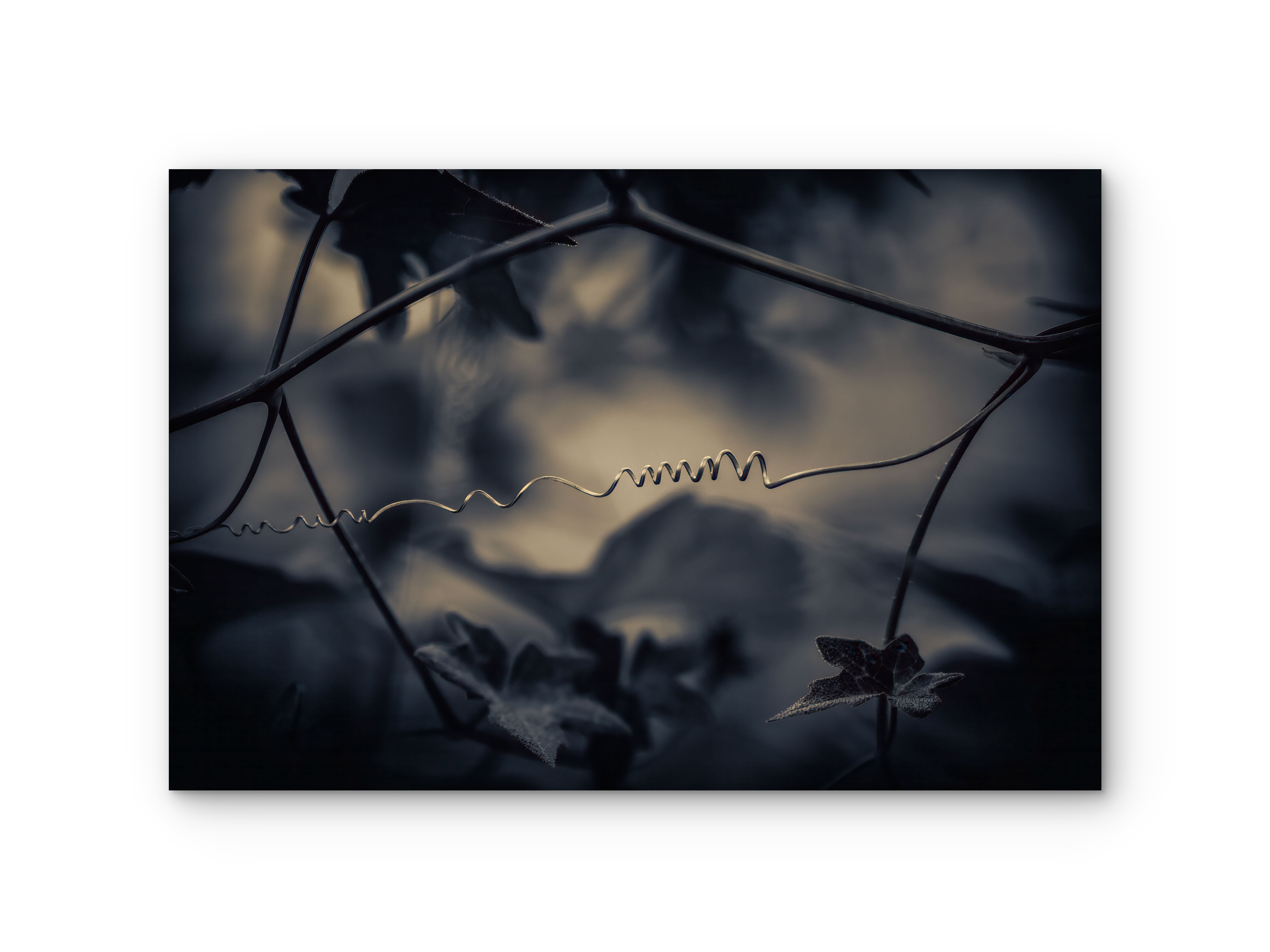 301 | Wired | 5K Resolution HQ | Open Edition