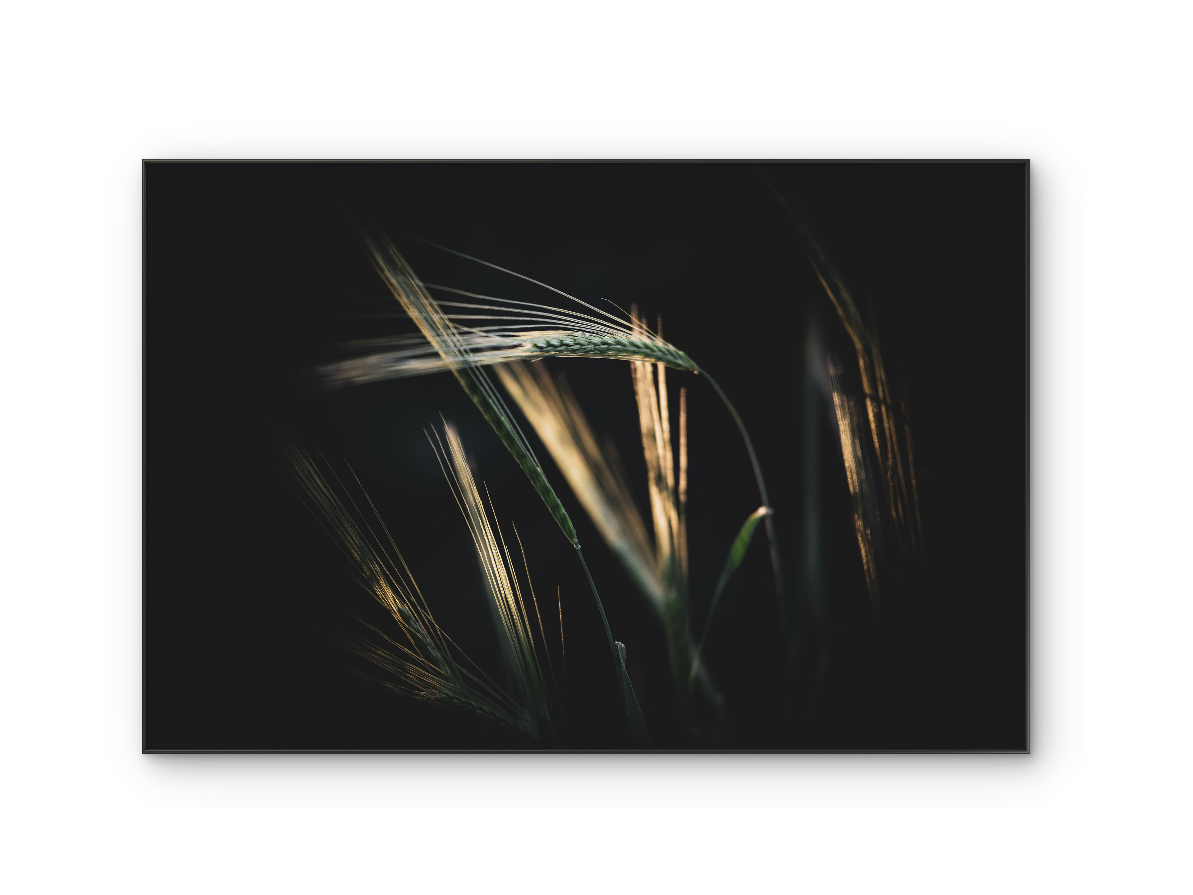 097 | Harvest Time | 5K Resolution HQ | Open Edition