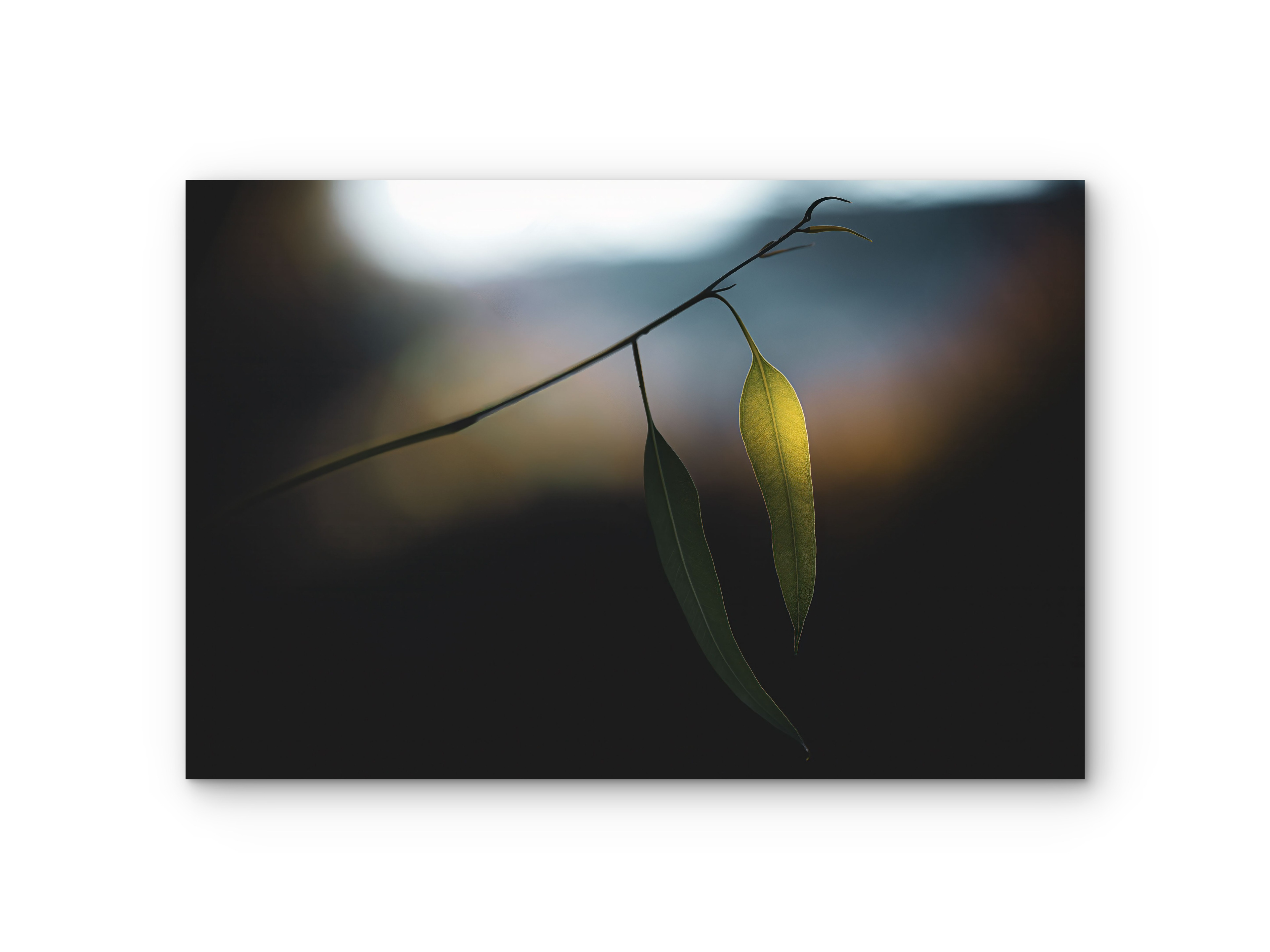 302 | Together | 5K Resolution HQ | Open Edition