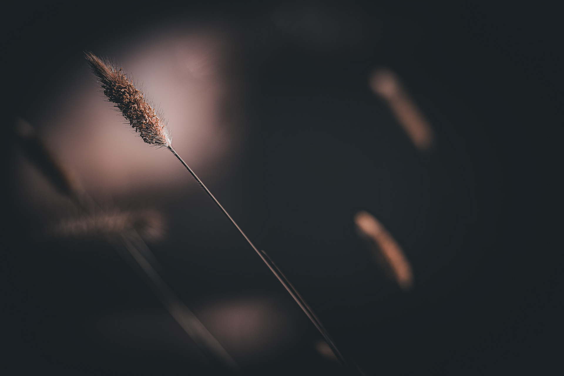 Cat. N024 | “Soft Grace” | 10K HQ | 10496×7024 | $120