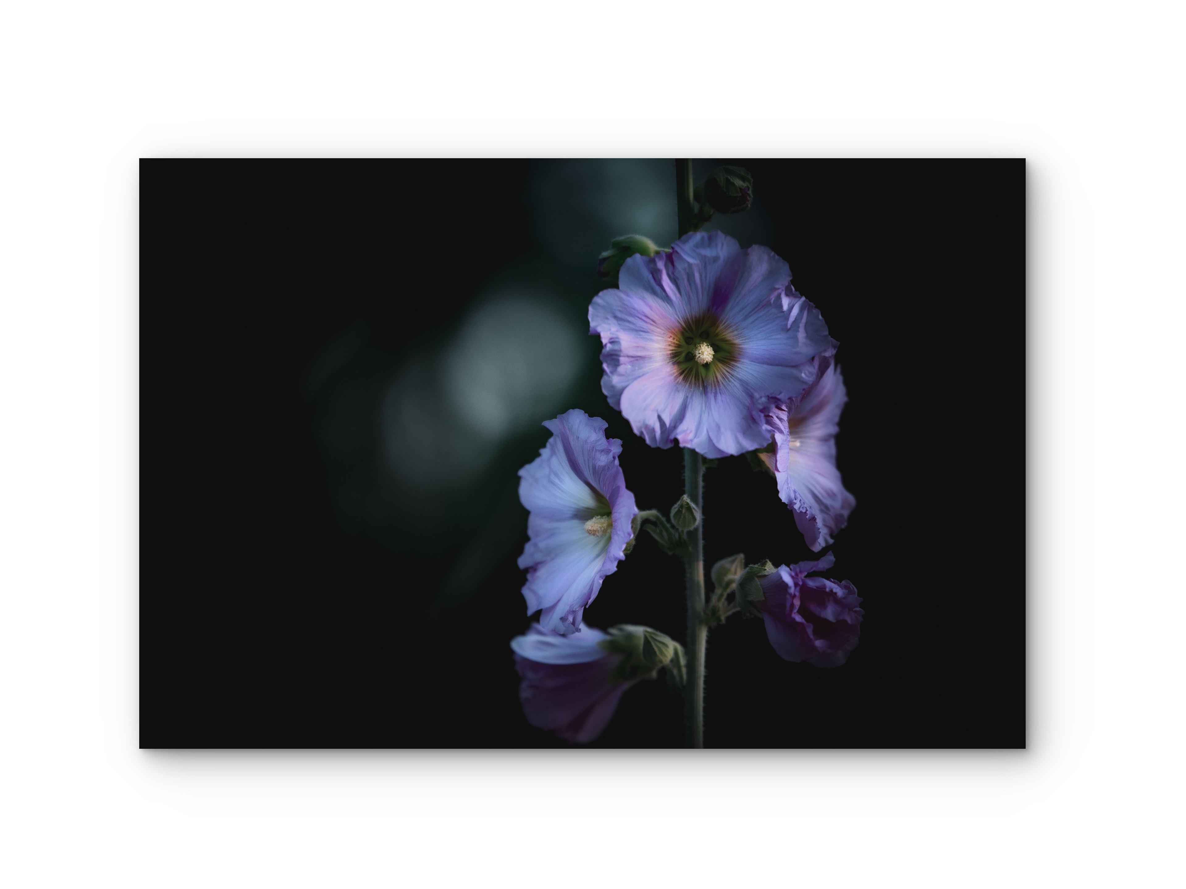 108 | Purple hues | 5K Resolution HQ | Open Edition