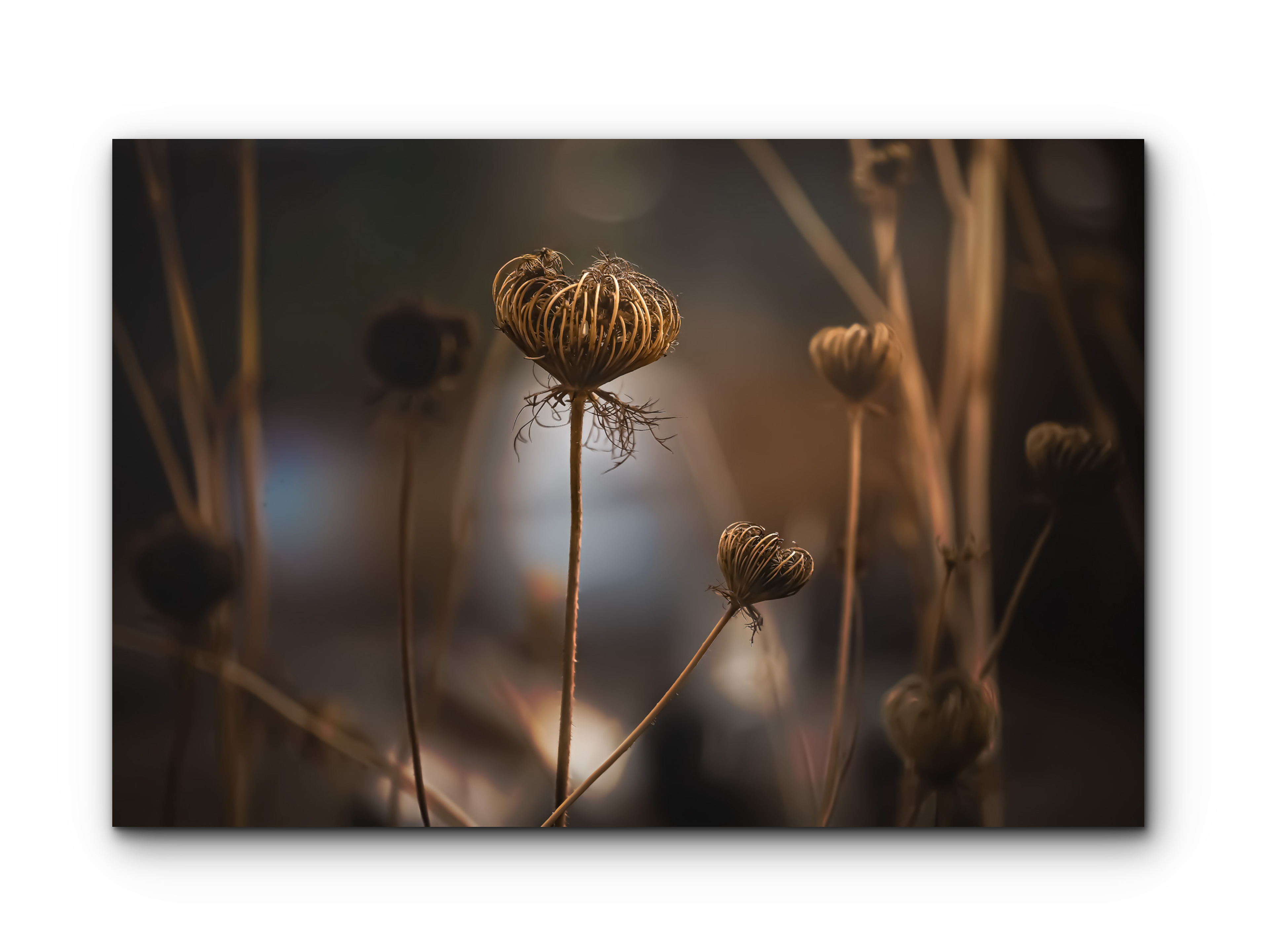 026 | Autumn Cradles | 5K Resolution HQ | Open Edition