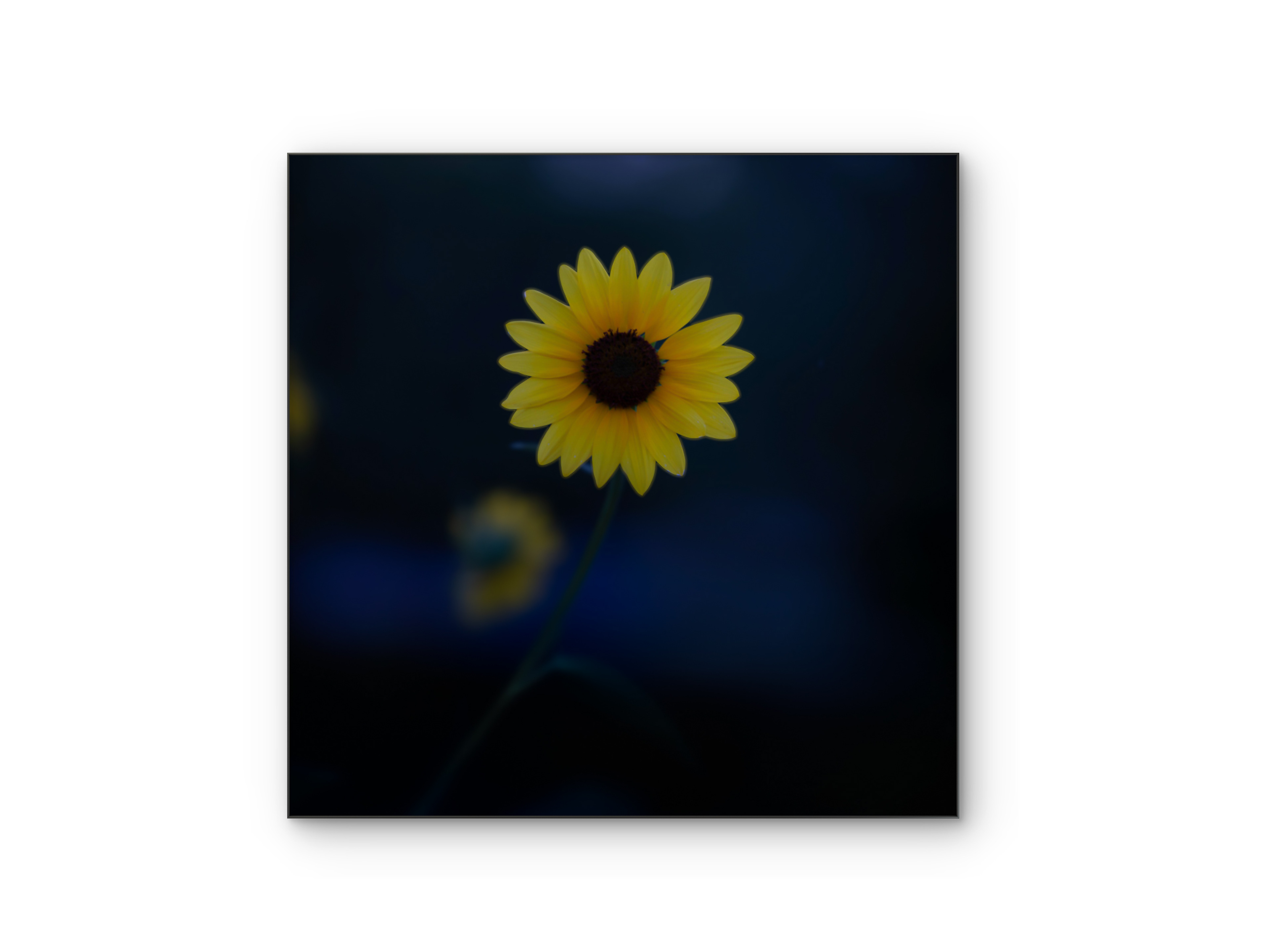 104 | Sunflower | 10K Resolution HQ | Open Edition