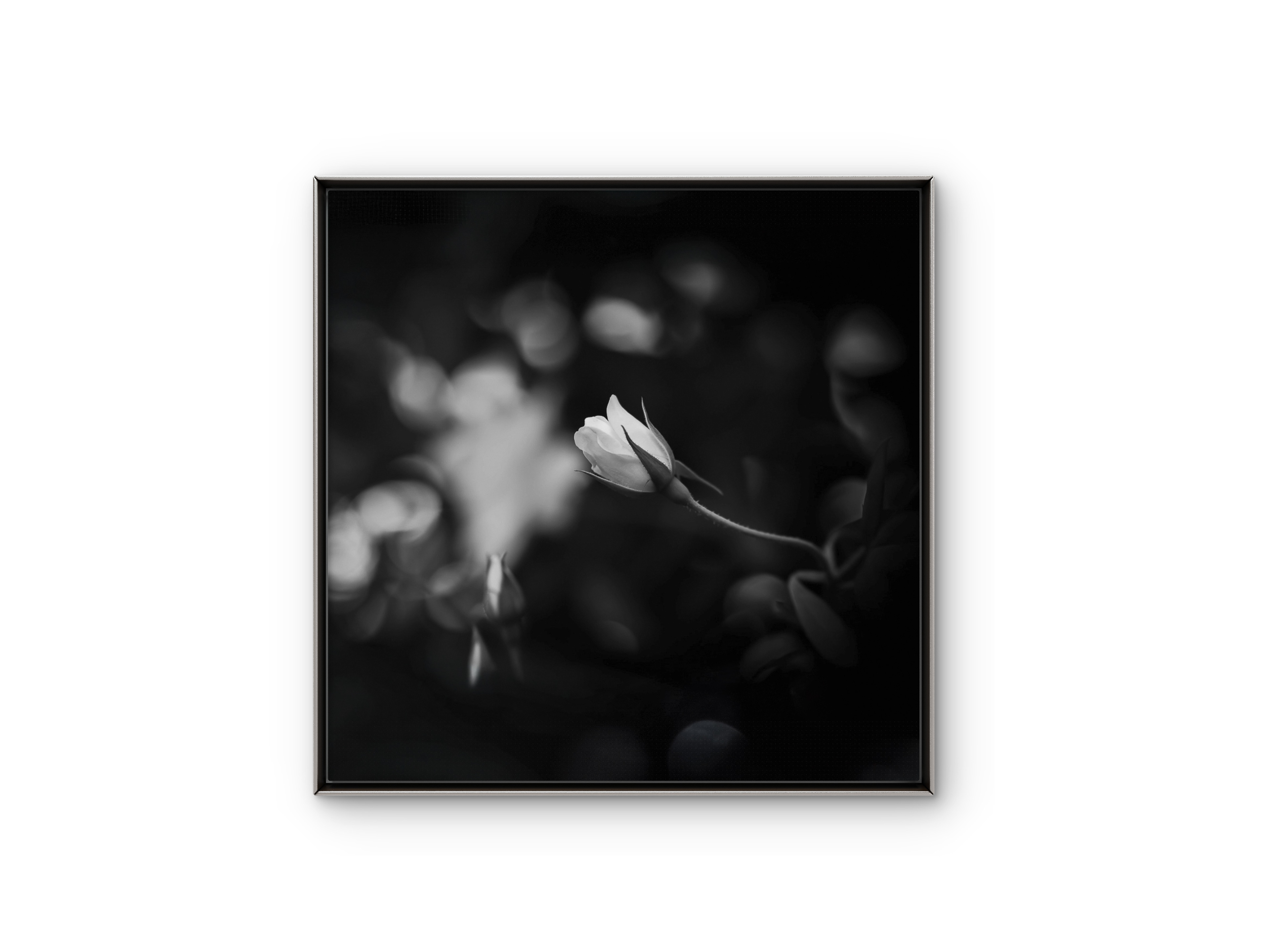 022 | Noire | 5K Resolution HQ | Open Edition