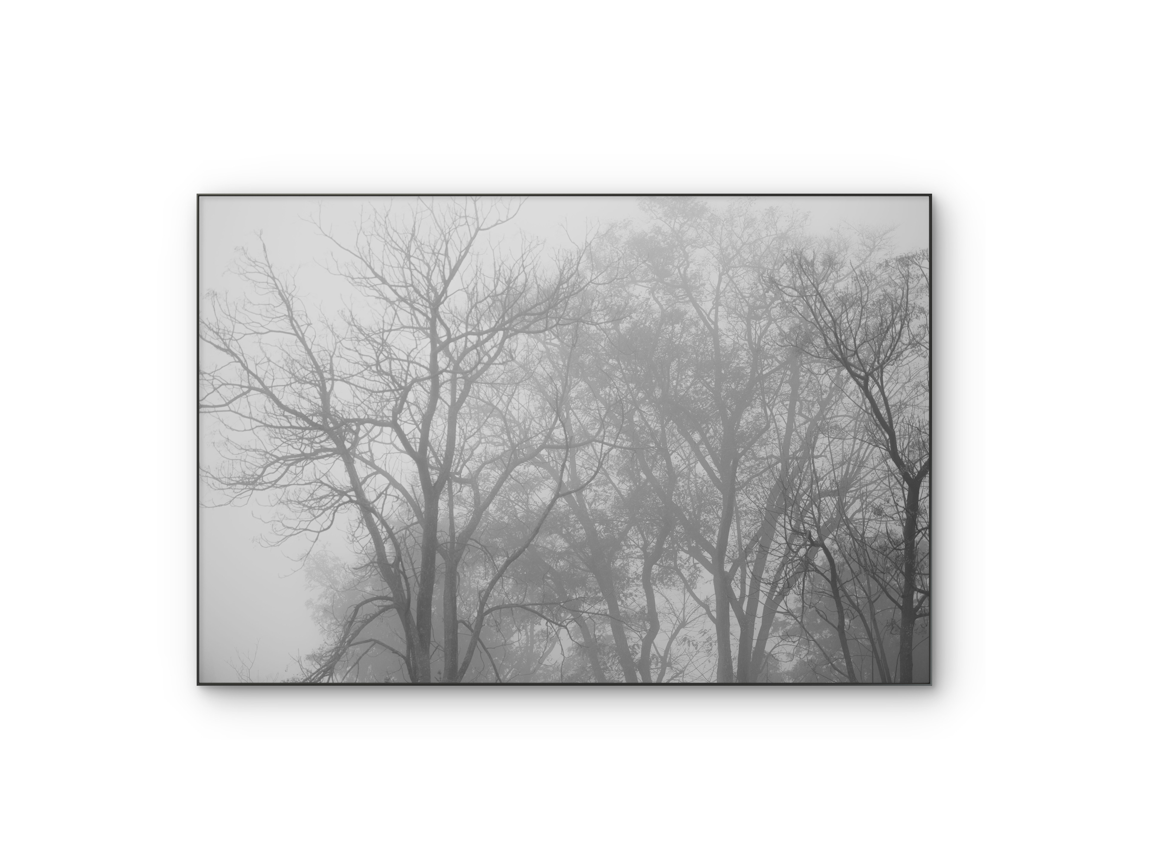 103 | Winter Fog | 5K Resolution HQ | Open Edition