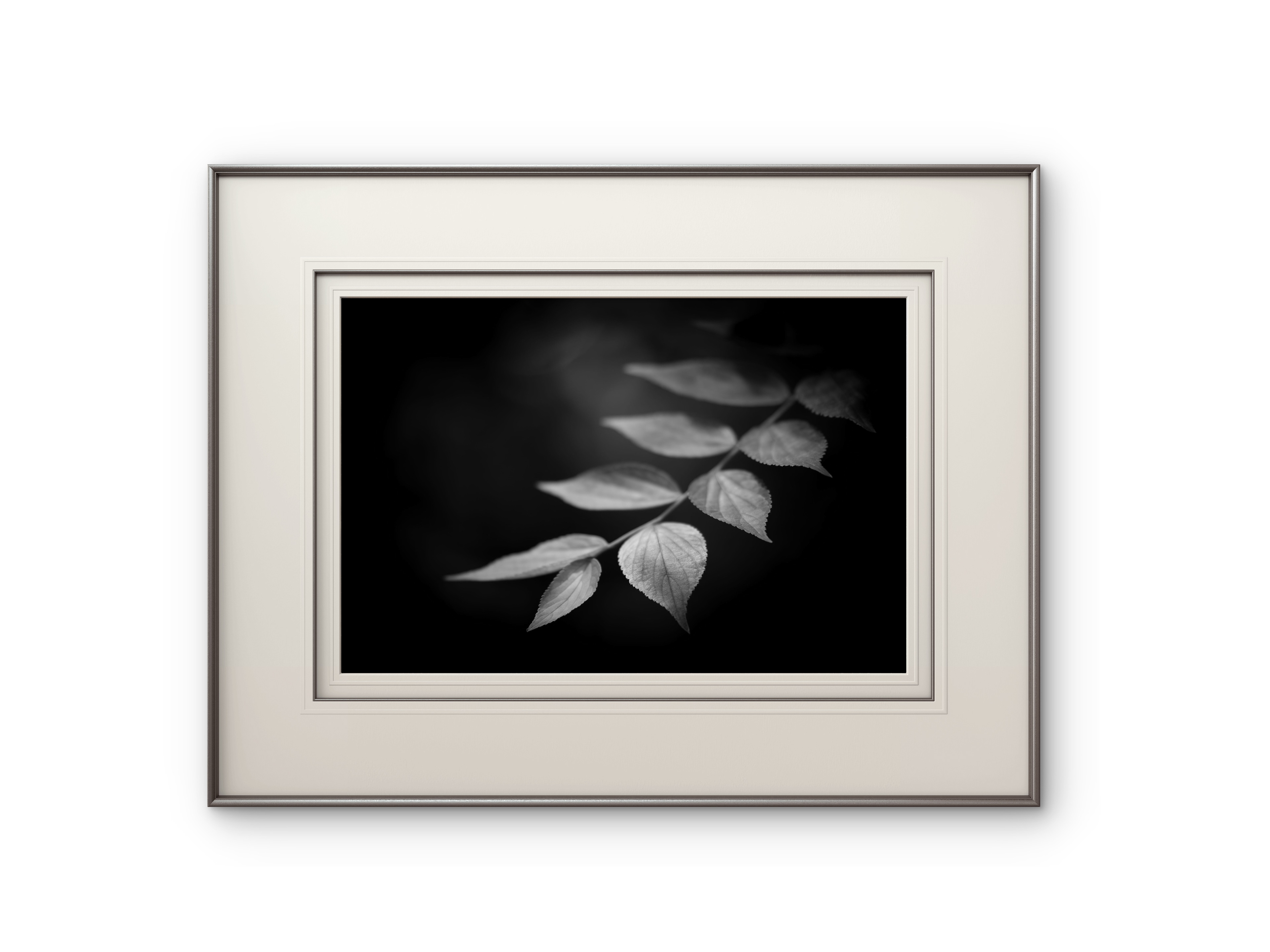 034 | Silver Leaf | 5K Resolution HQ | Open Edition