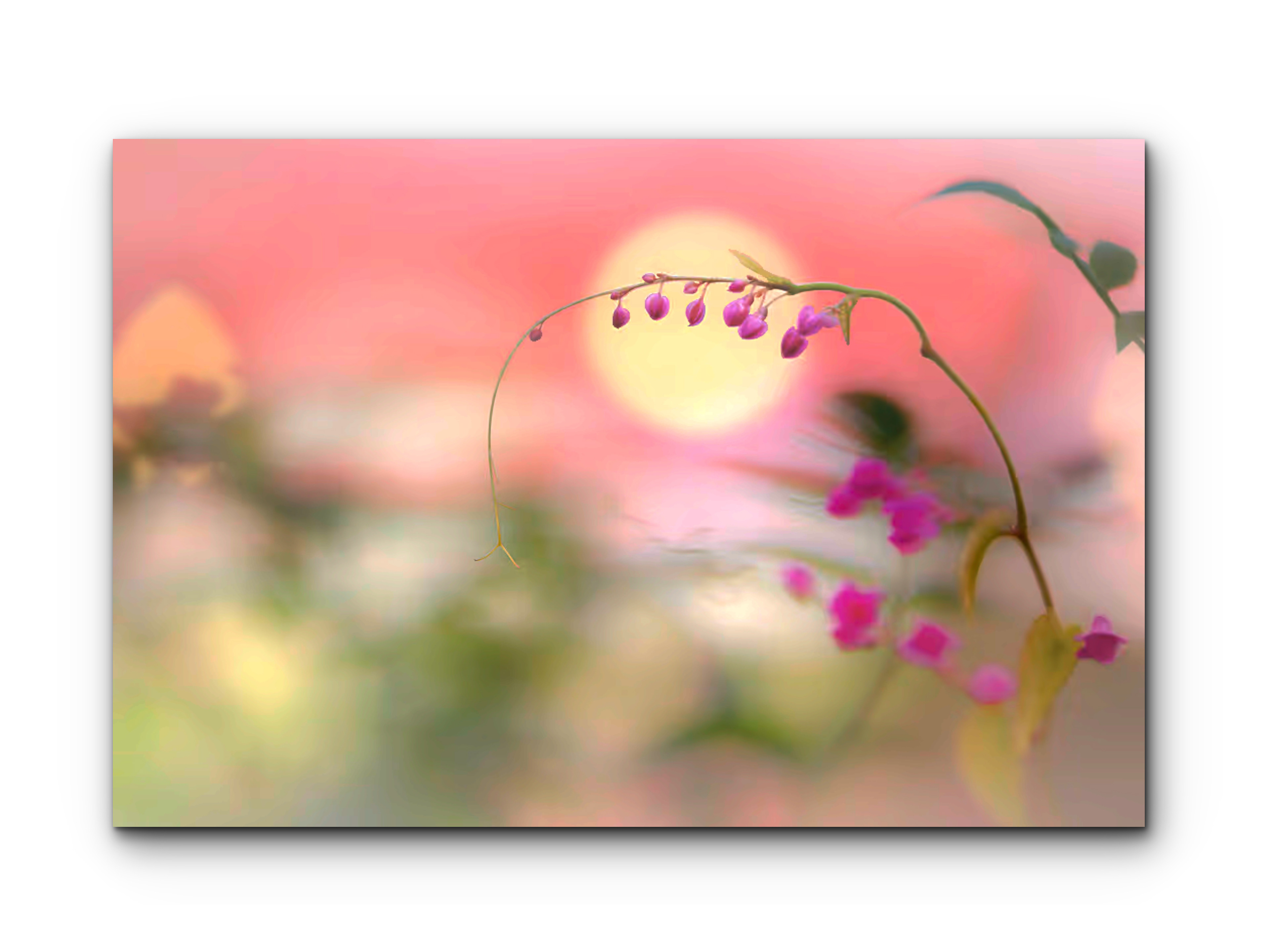 074 | Oriental Pink | 10K Resolution HQ | Open Edition