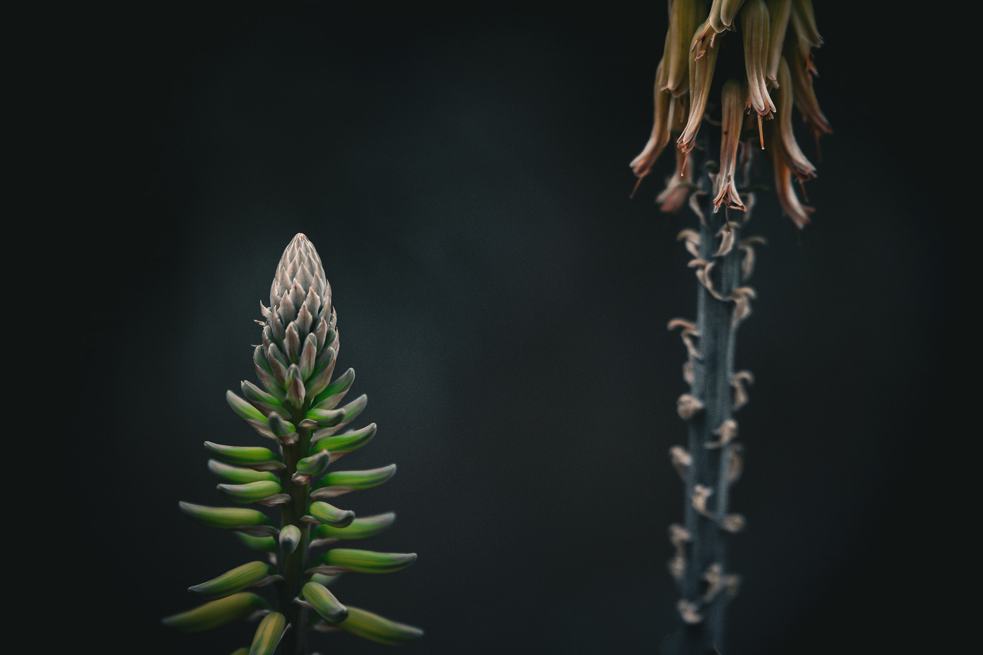 Cat. N011 | “Two Halves” | 10K HQ | 10496×7024 | 