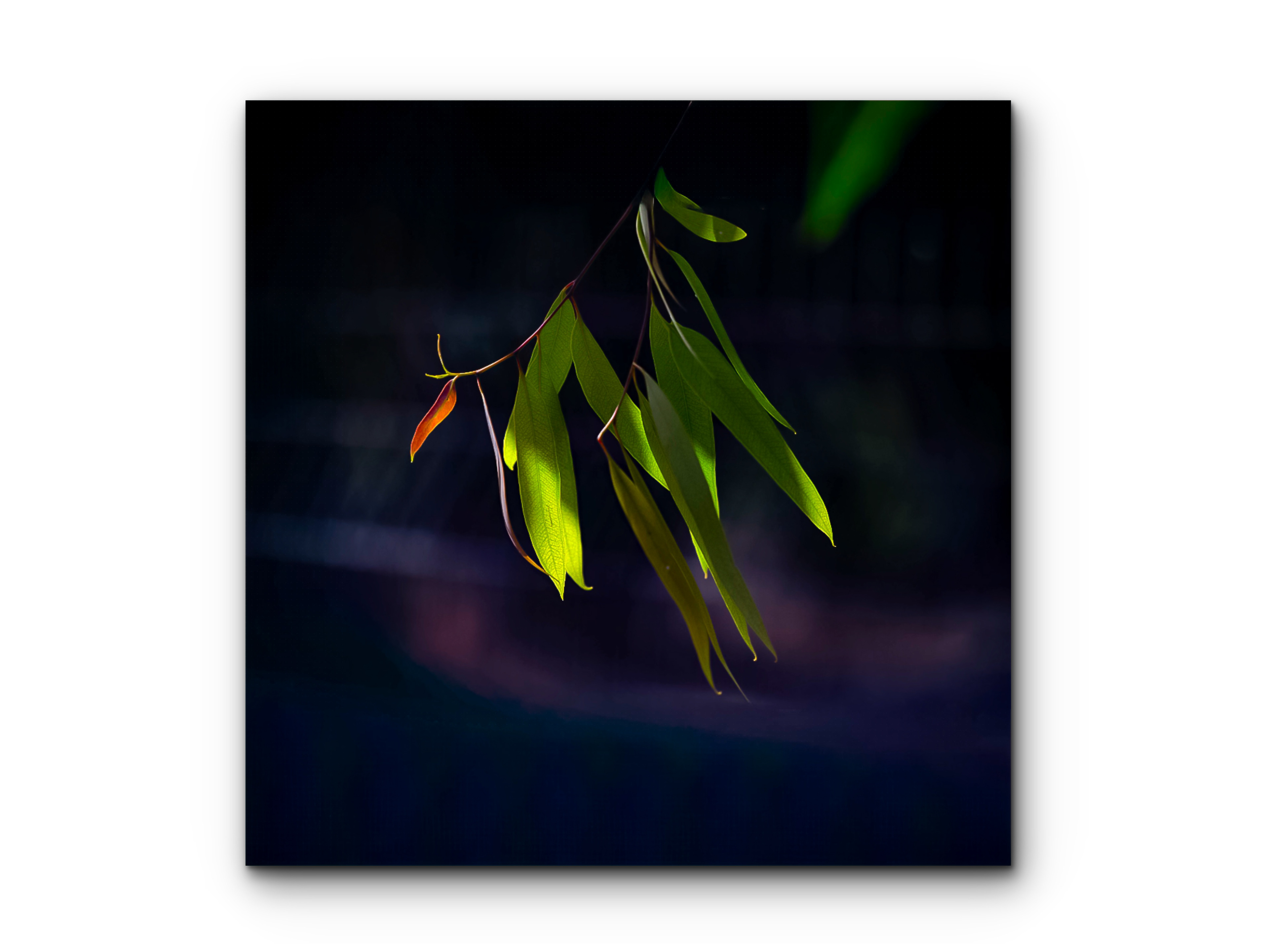 058 | Eucalyptus | 5K Resolution HQ | Open Edition