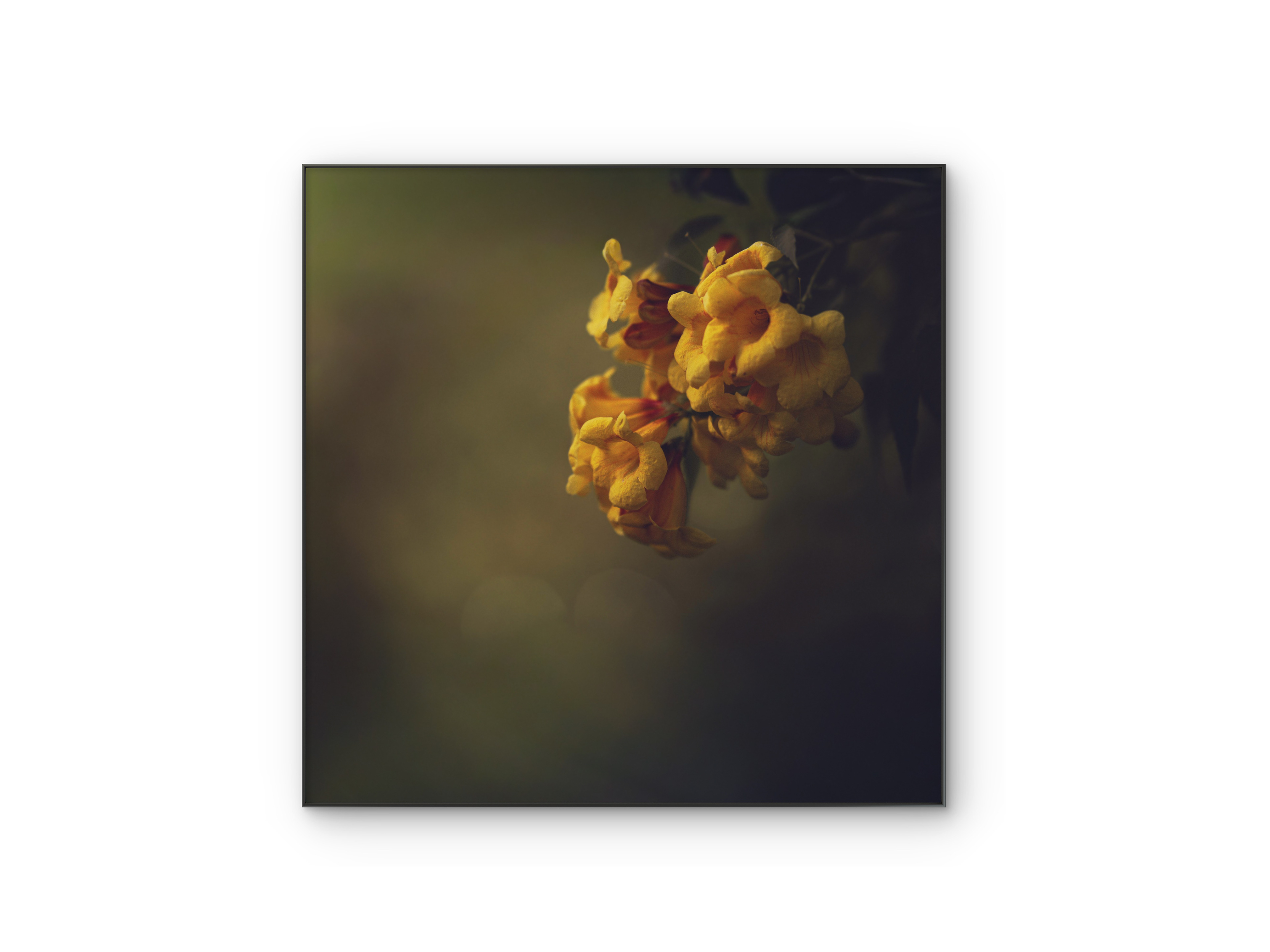 096 | Posh | 10K Resolution HQ | Open Edition