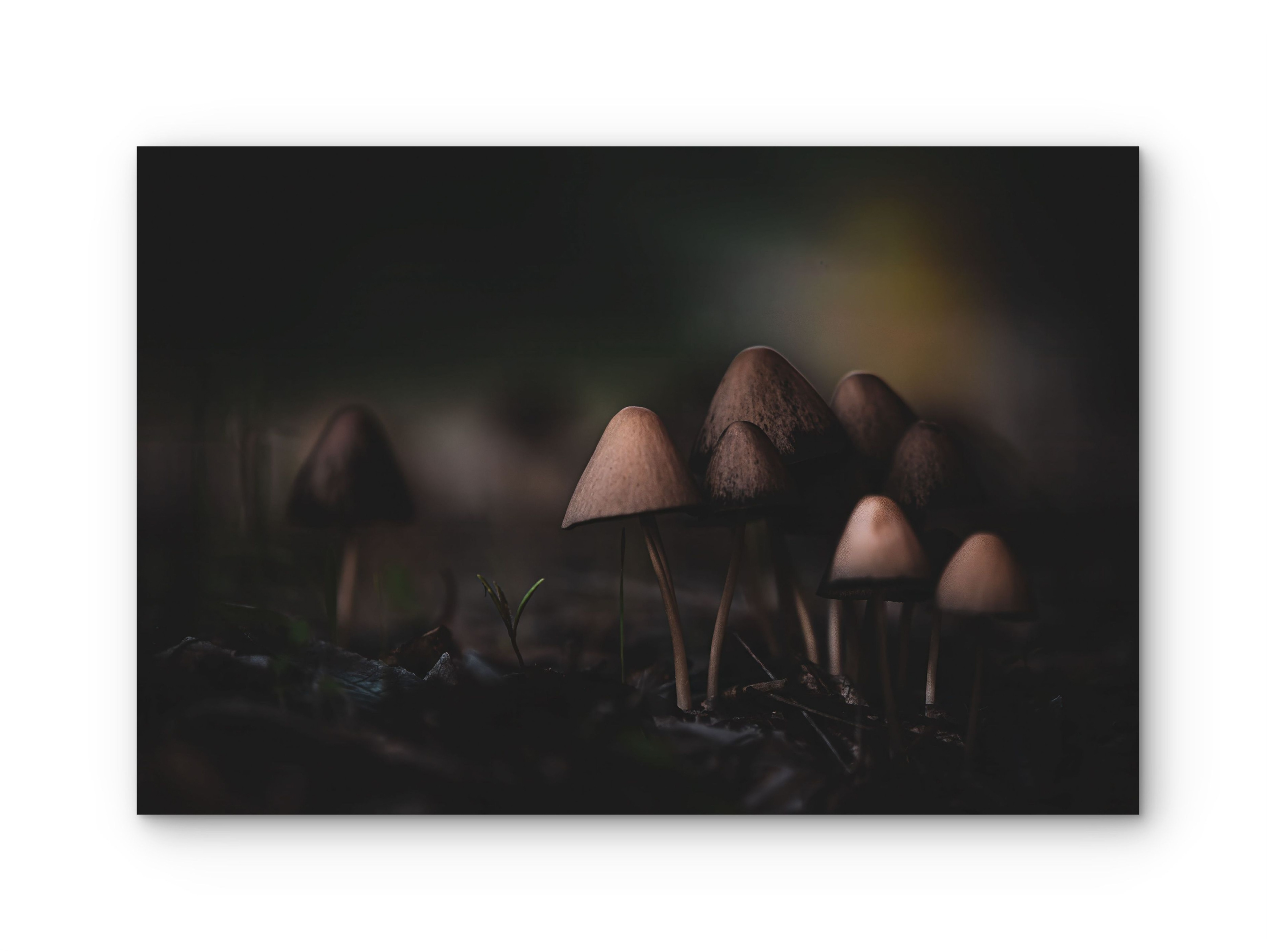 146 | Forest Mushrooms | 5K Resolution HQ | Open Edition