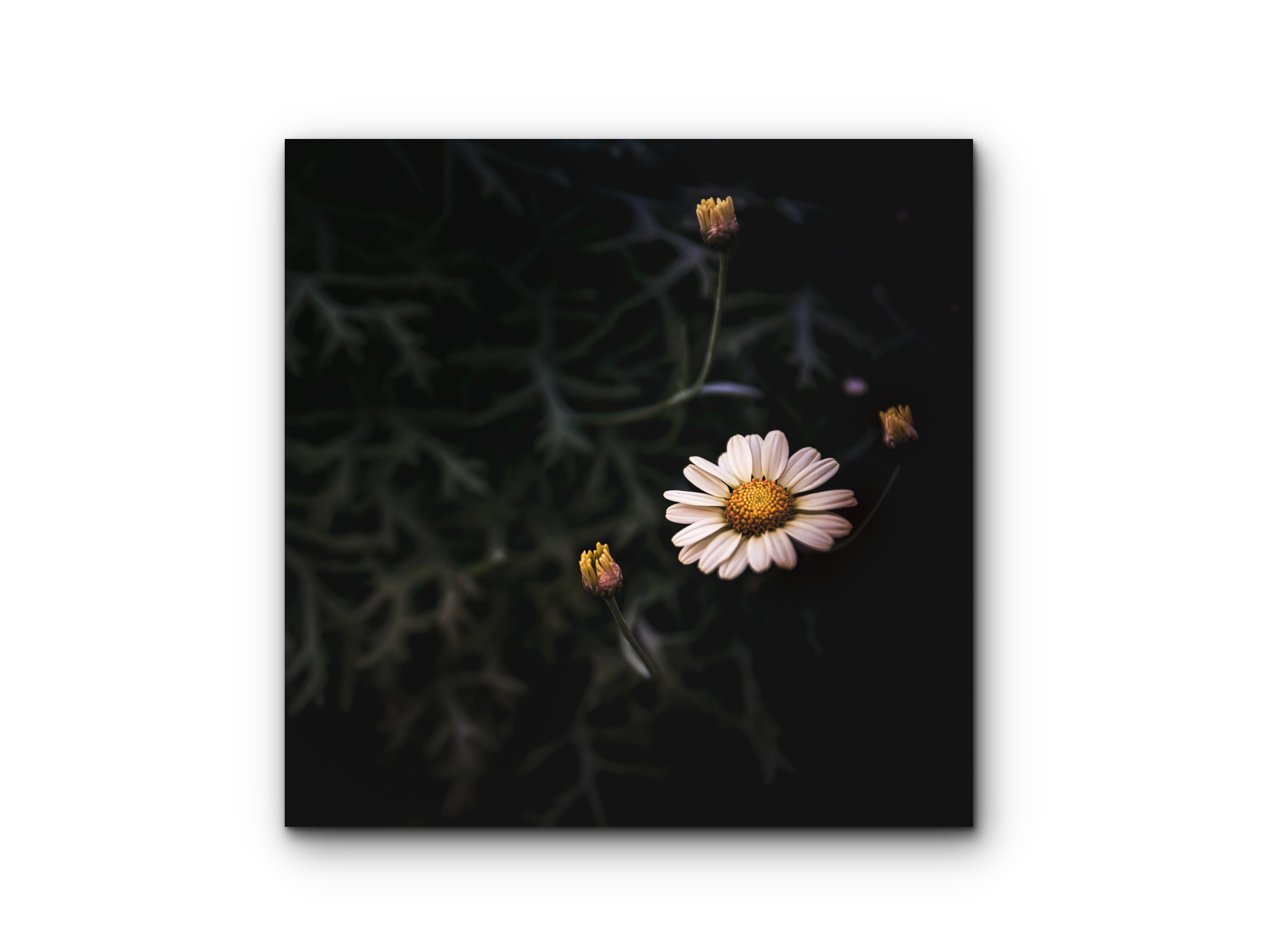 047 | Summer Daisy | 5K Resolution HQ | Open Edition