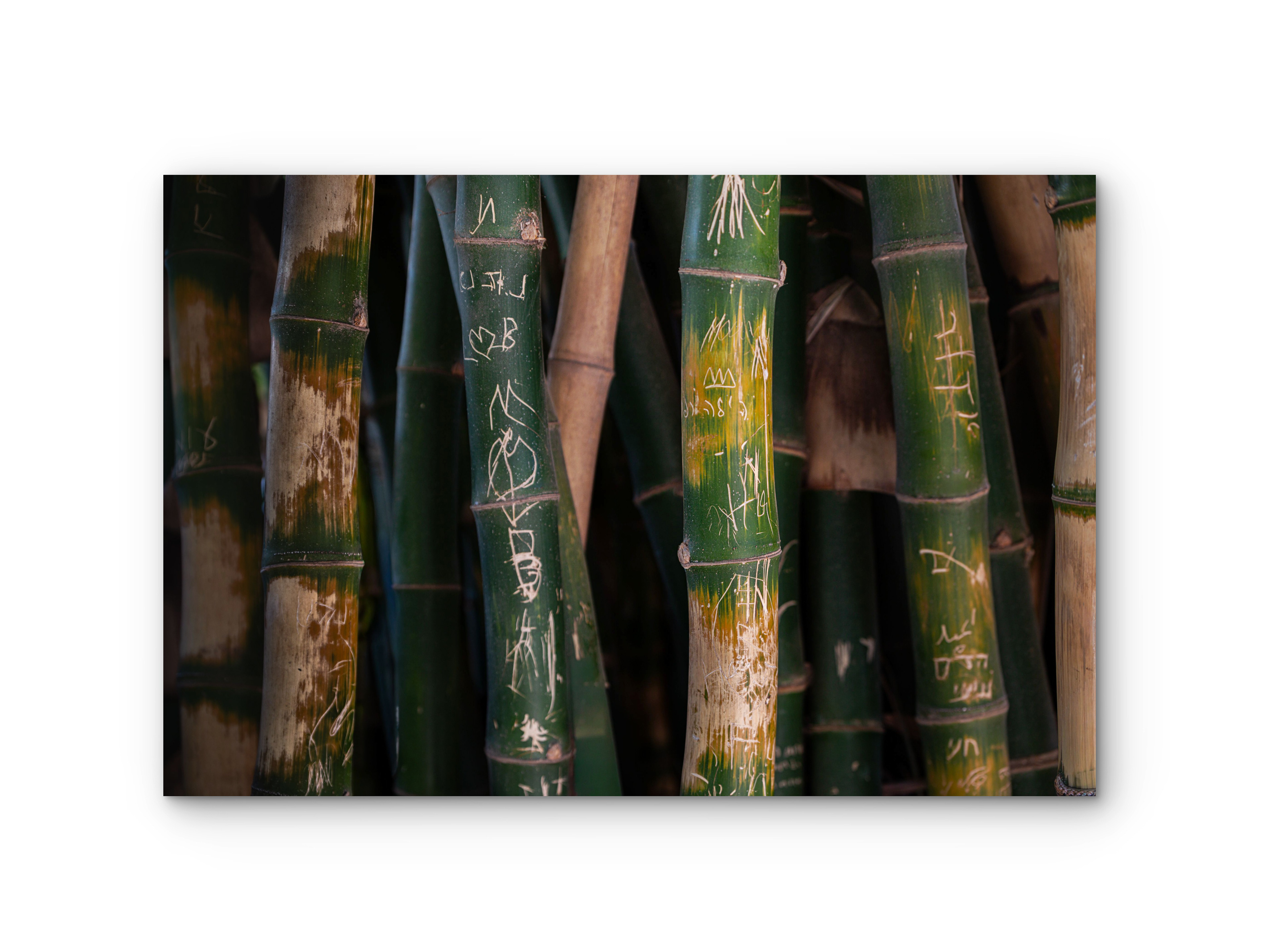 015 | Bamboo | 5K Resolution HQ | Open Edition
