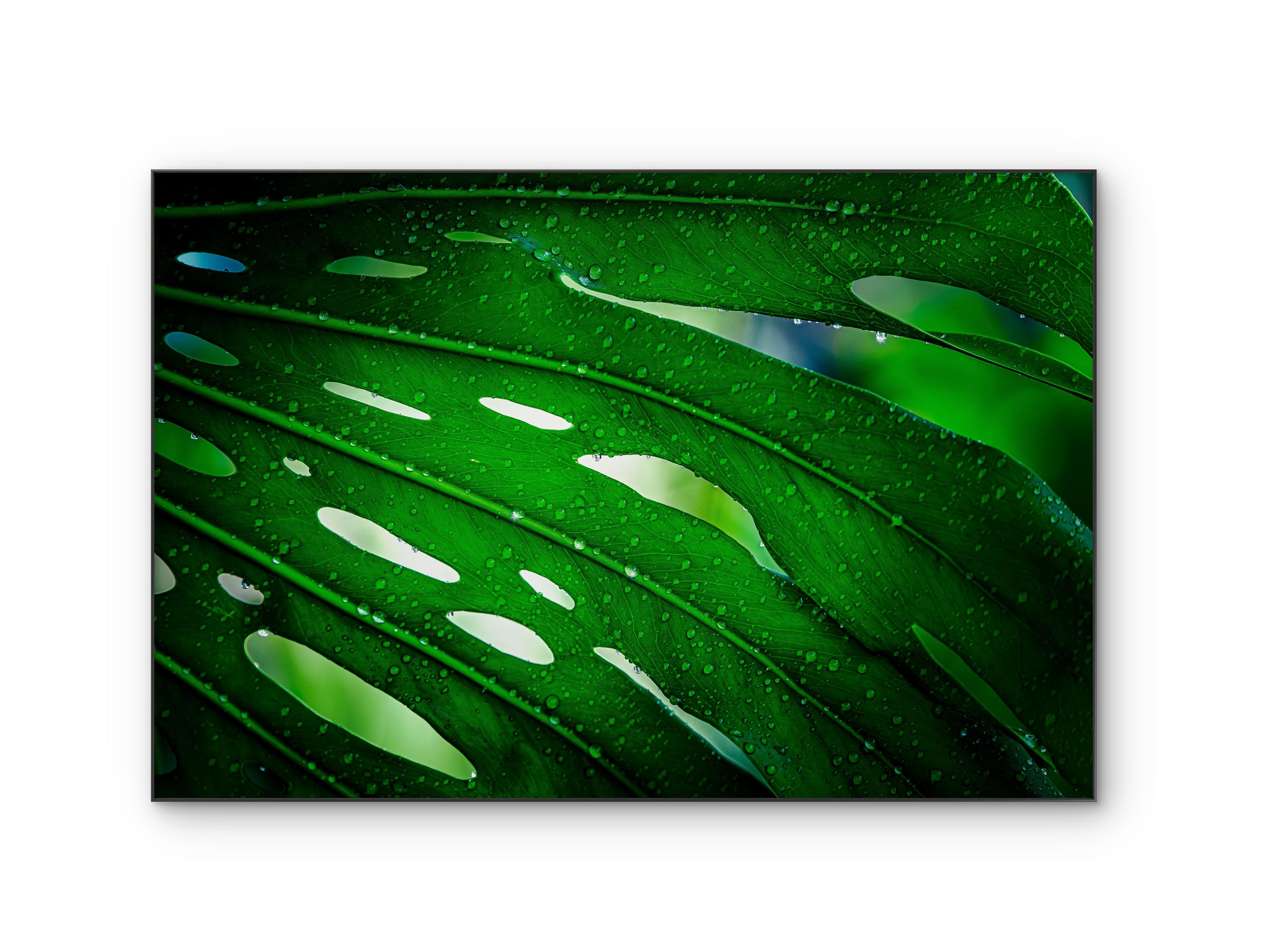 059 | Cheese Plant | 5K Resolution HQ | Open Edition