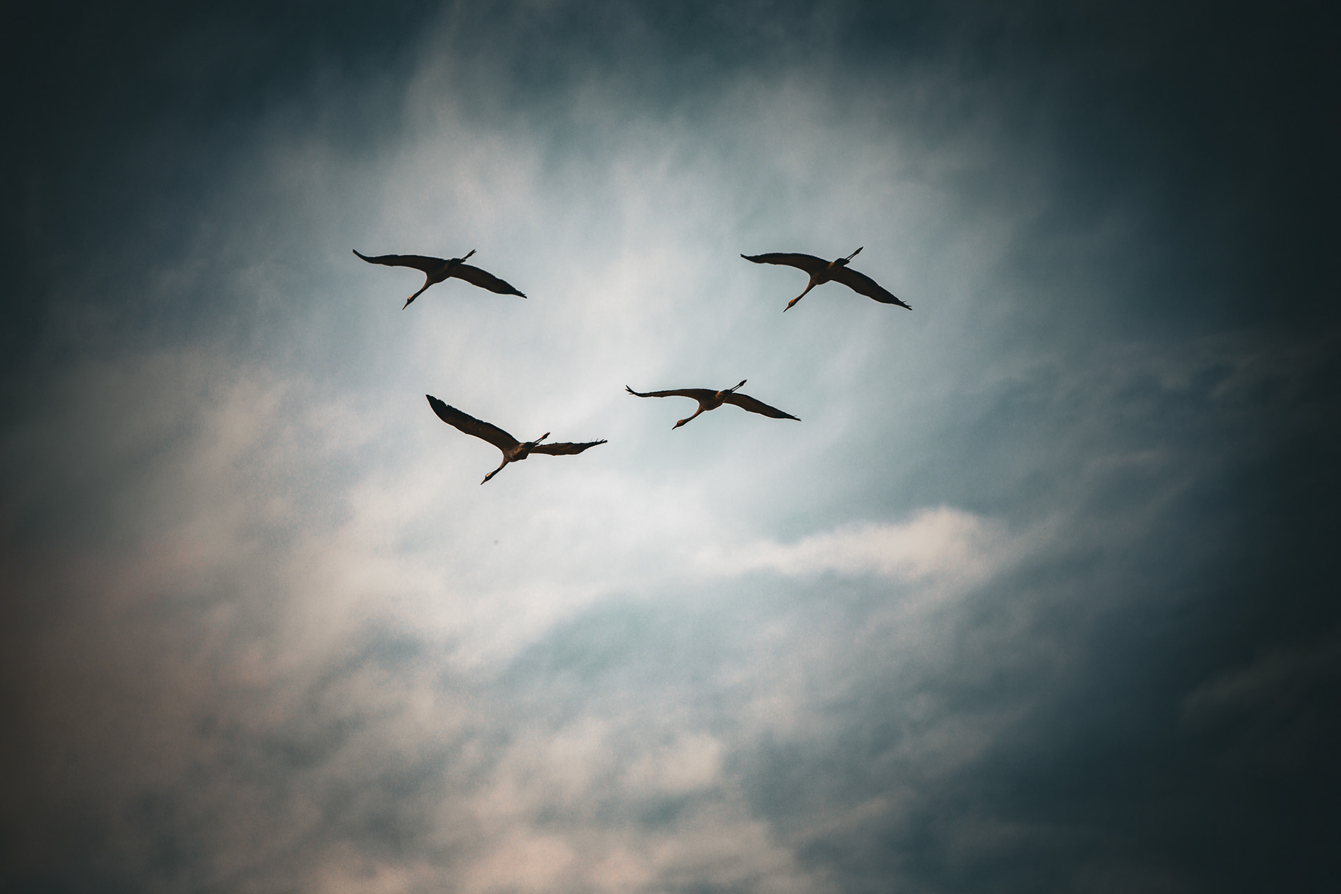 Cat. N013 | “Four Migrate” | 10K HQ | 10496×7024 | 