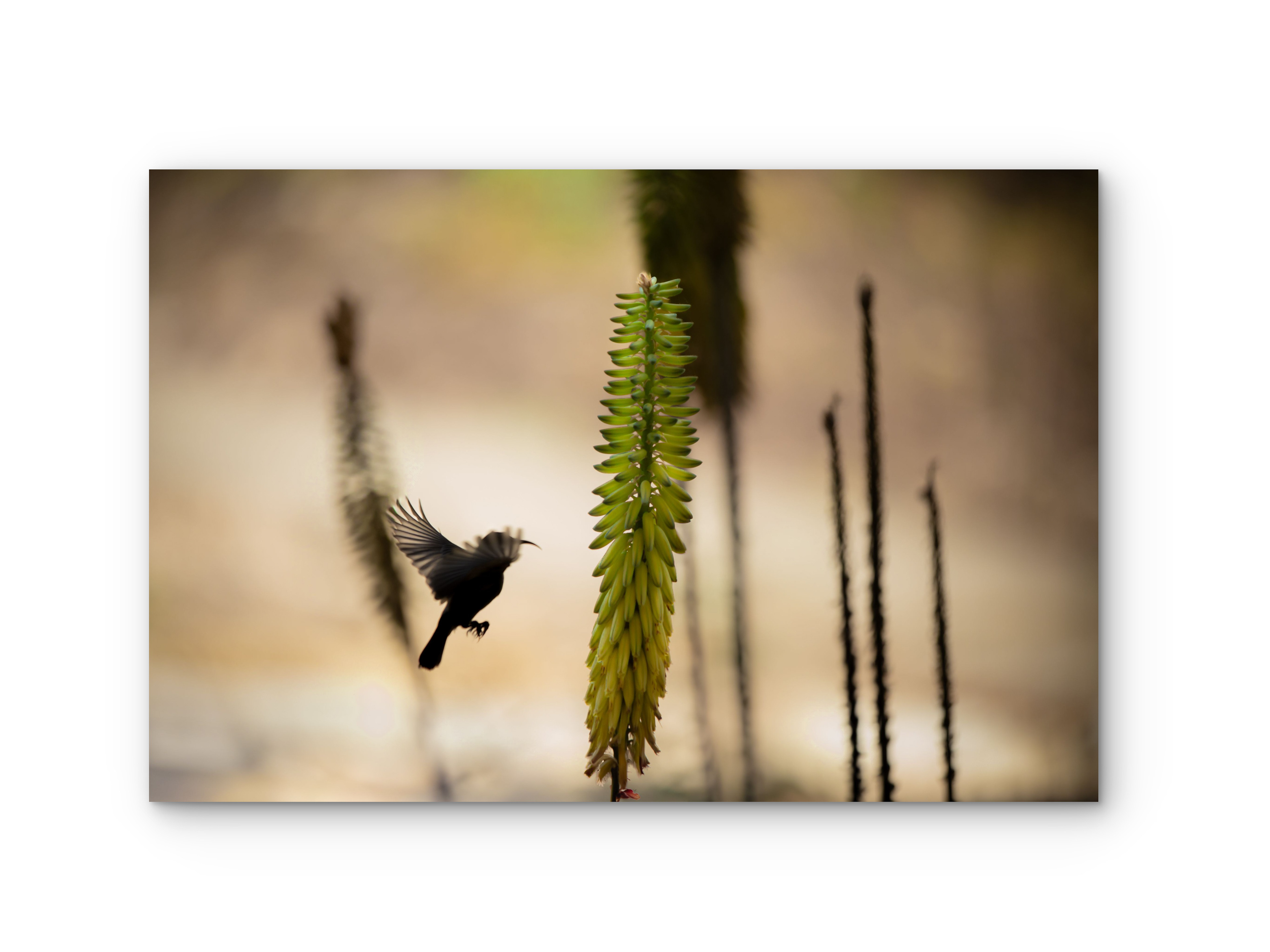 064| Nectar Hunter | 5K Resolution HQ | Open Edition