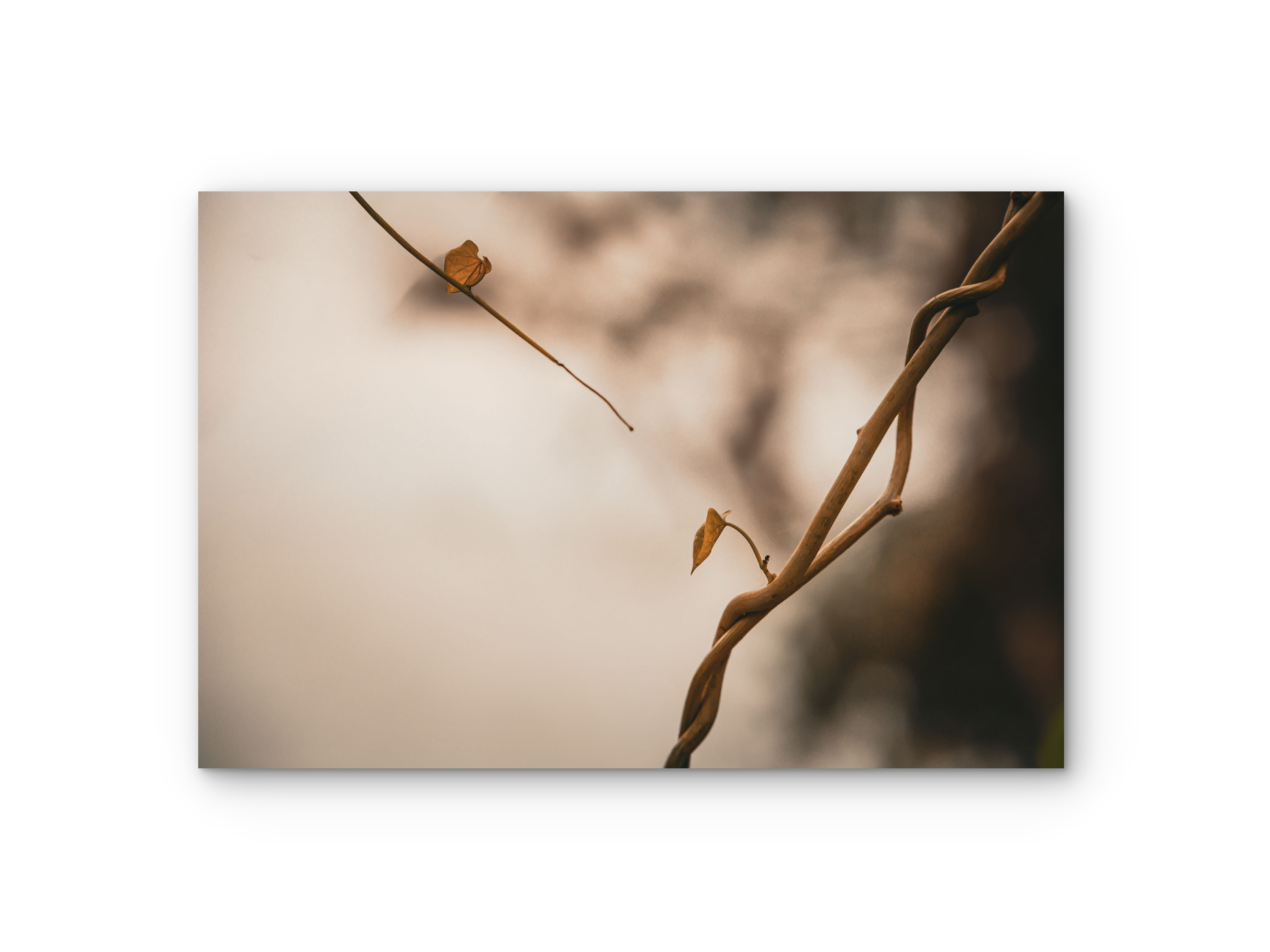 143 | Reaching out | 5K Resolution HQ | Open Edition