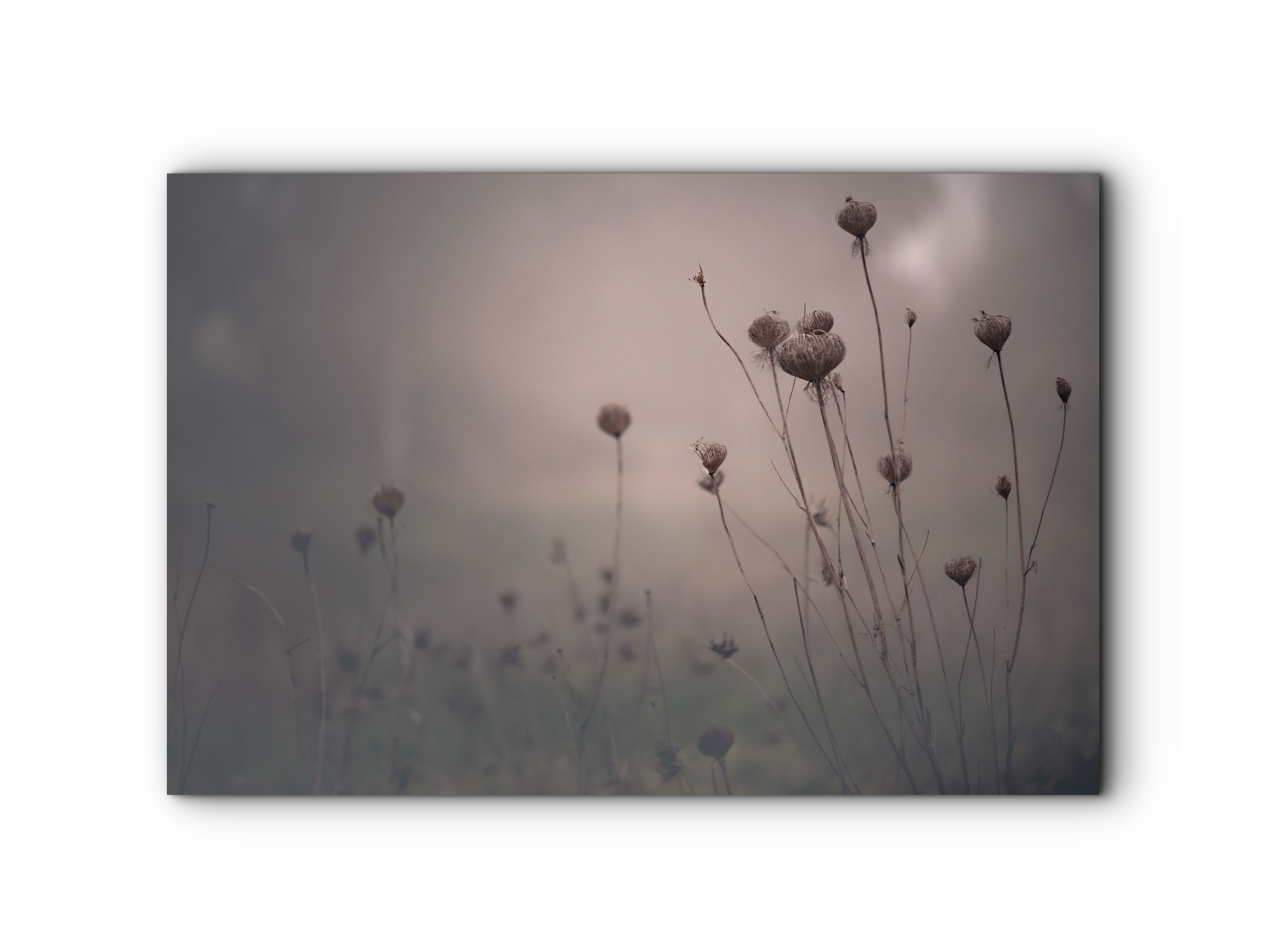 021 | Morning Cradles | 5K Resolution HQ | Open Edition