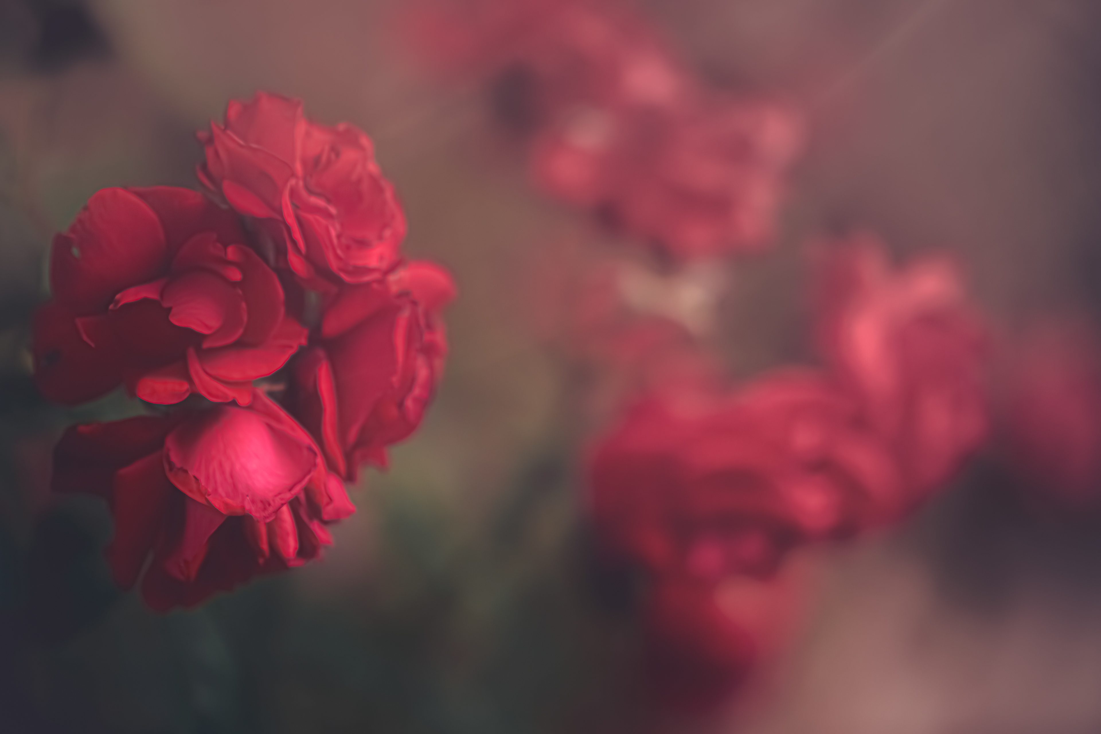 Cat. N025 | “Valentines” | 10K HQ | 10496×7024 | $120