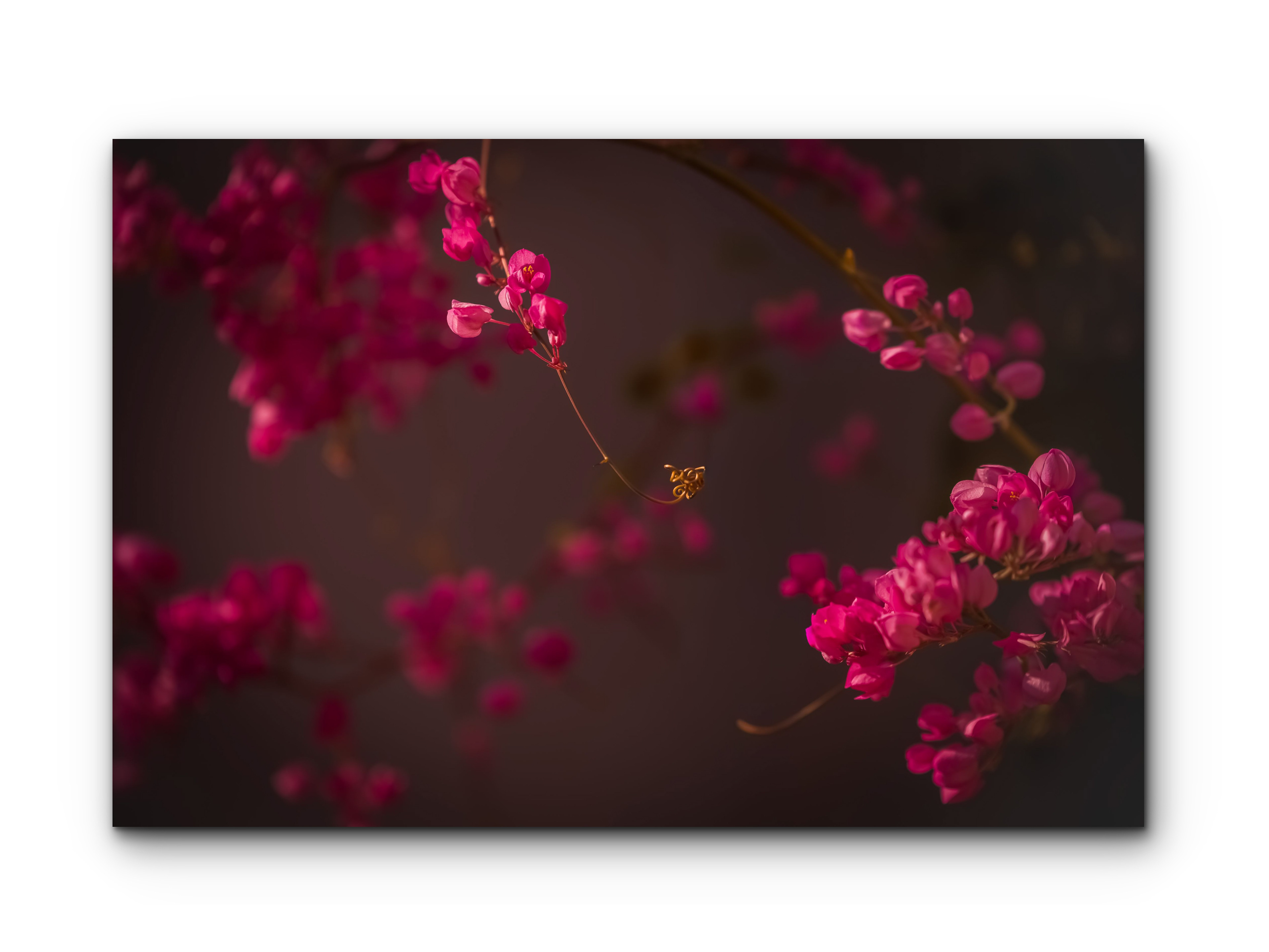 008 | Pink Lucy | 5K Resolution HQ | Open Edition