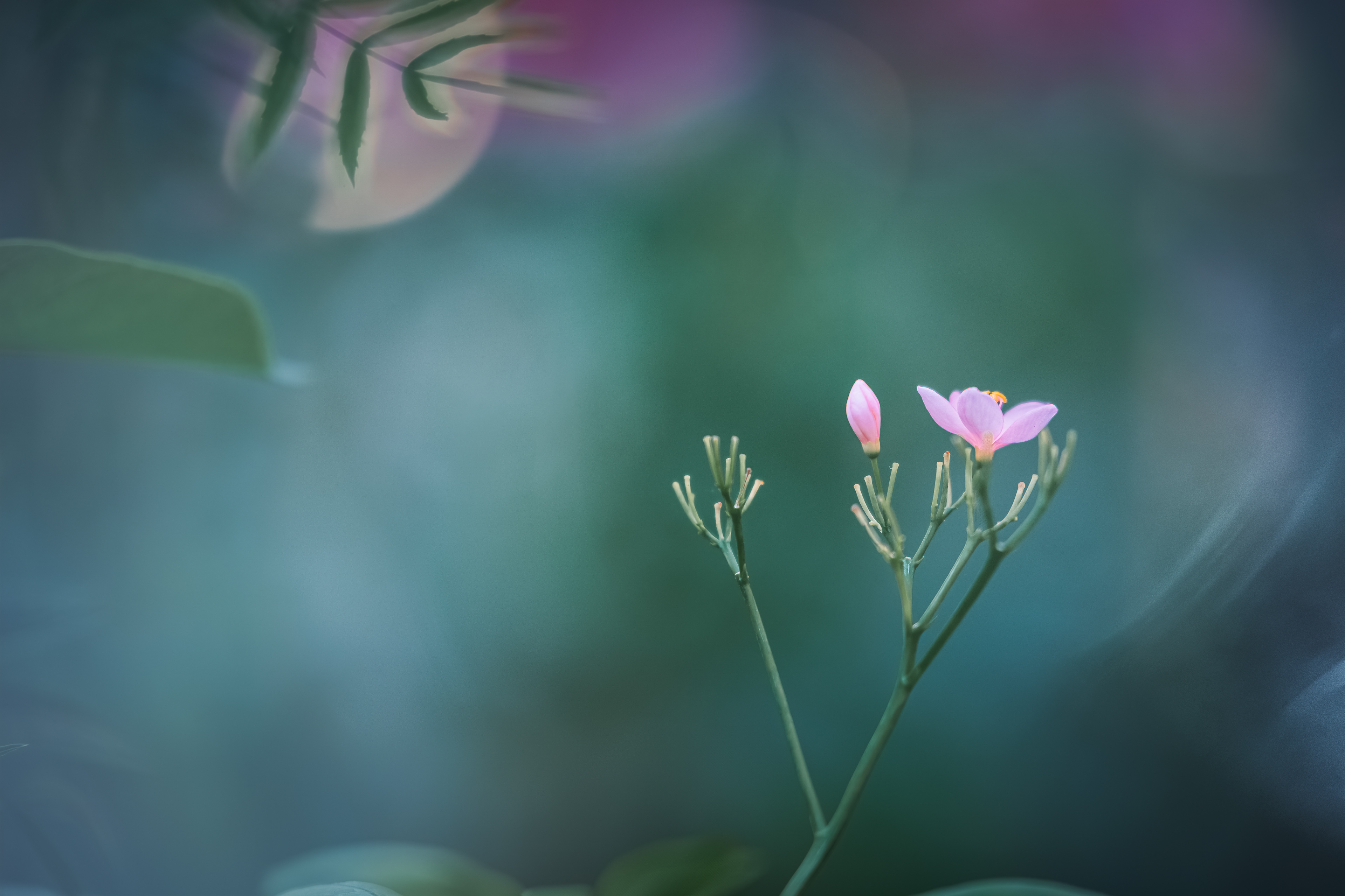 Cat. N026 | “Simplicity” | 10K HQ | 10496×7024 | $120