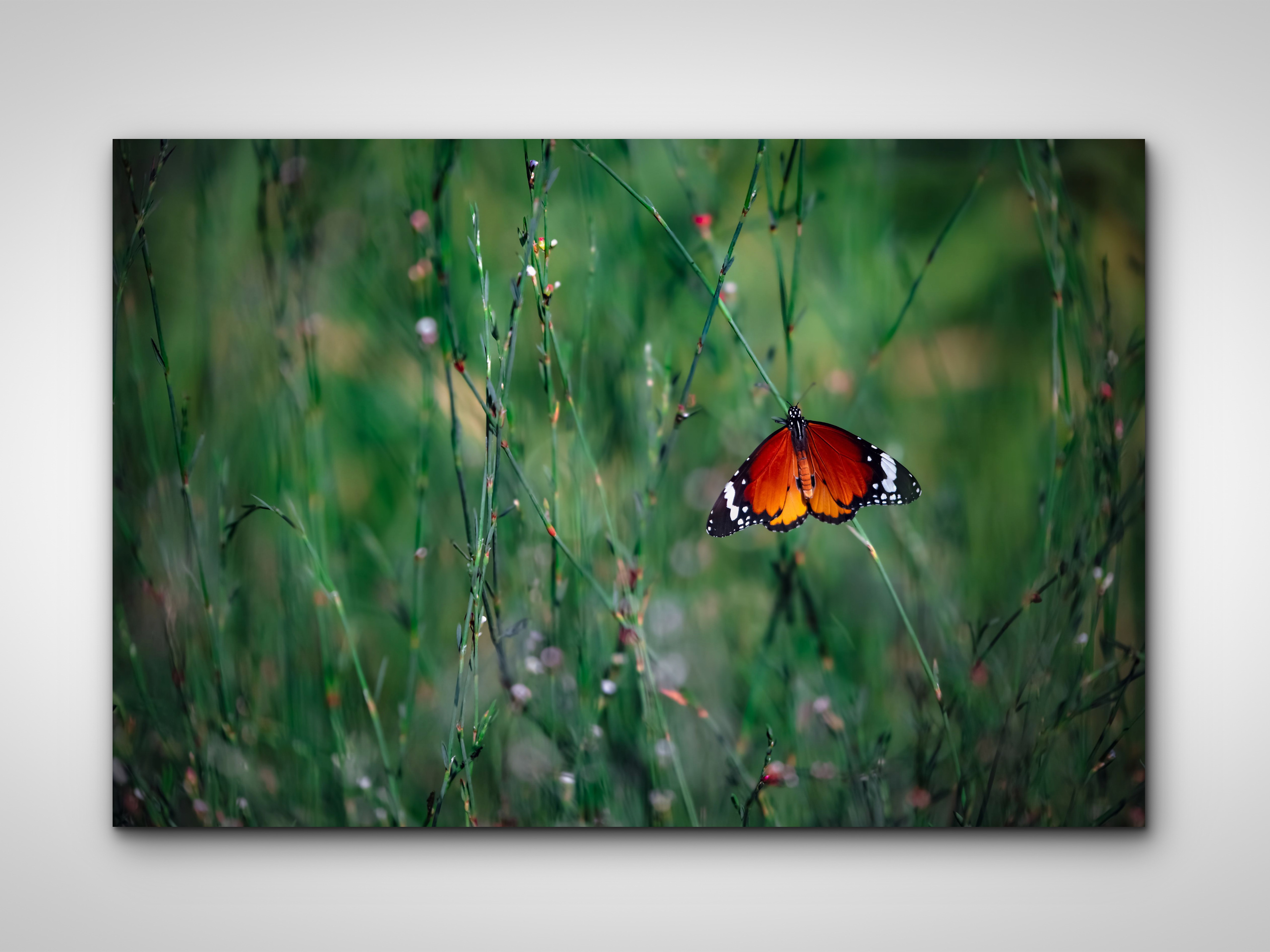 032 | Red Admiral | 5K Resolution HQ | Open Edition