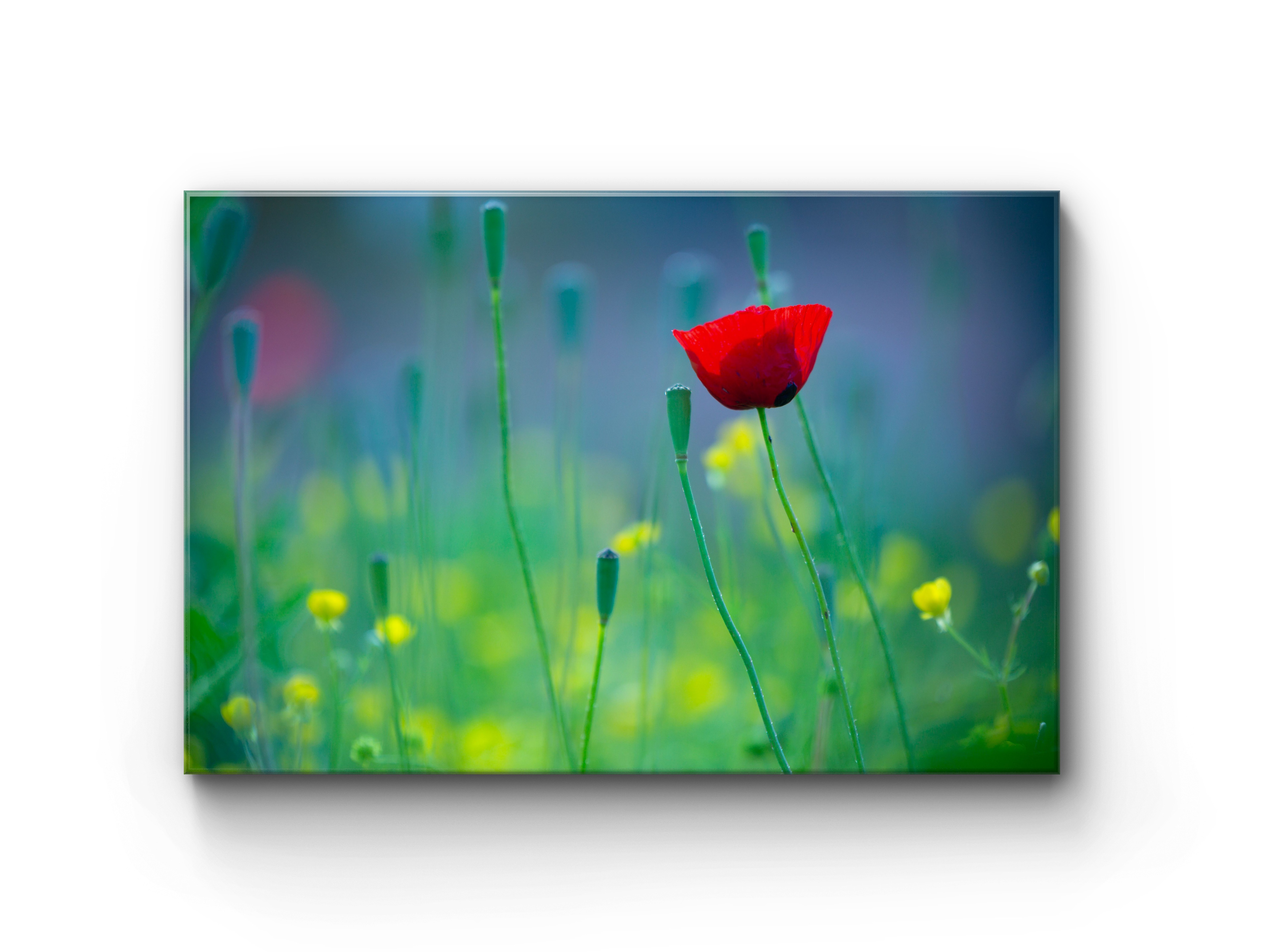 044 | Spring Pastures | 5K Resolution HQ | Open Edition