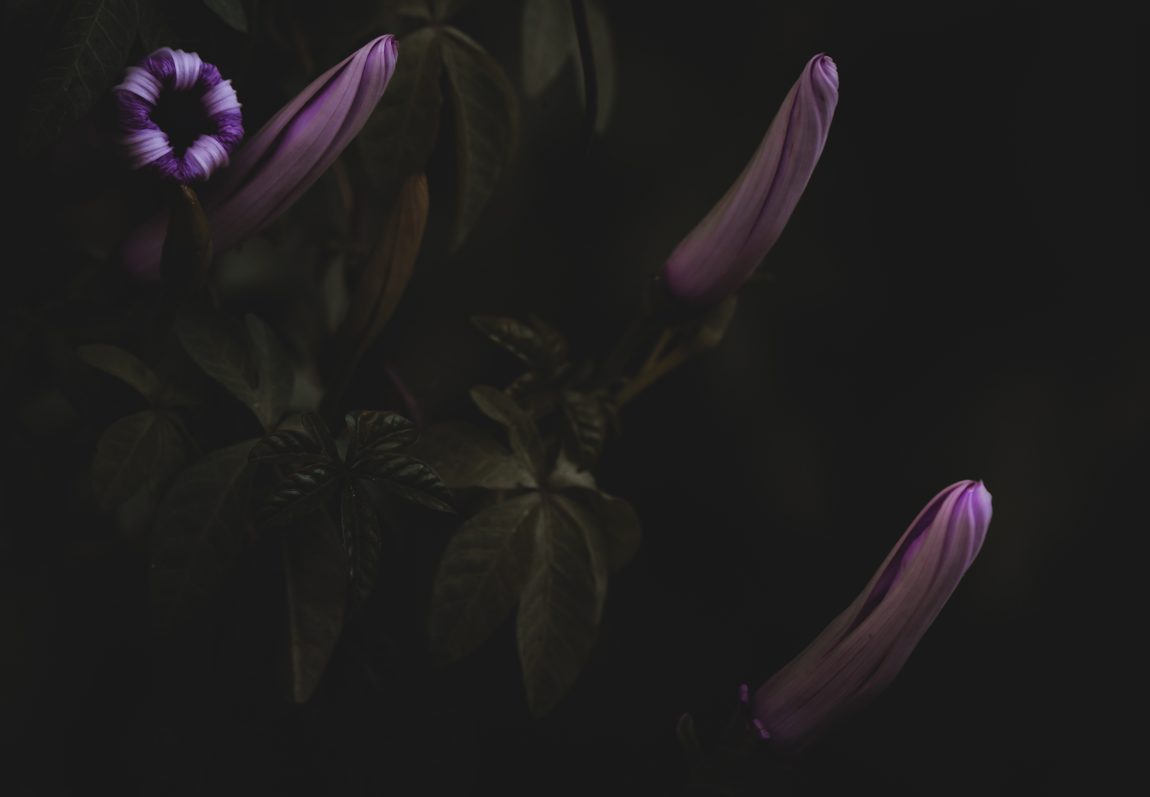 Cat. N004 | “Night Blooms” | 10K HQ | 10496×7024 | 