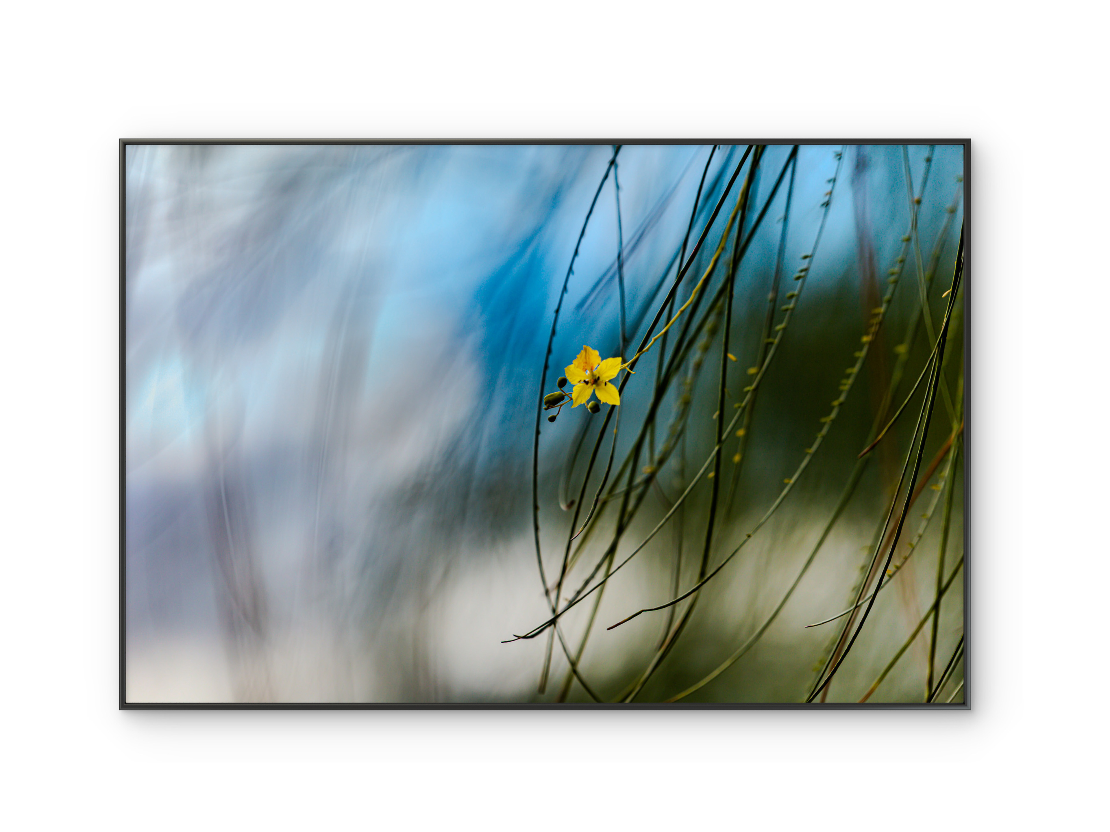 090 | Little Star | 10K Resolution HQ | Open Edition